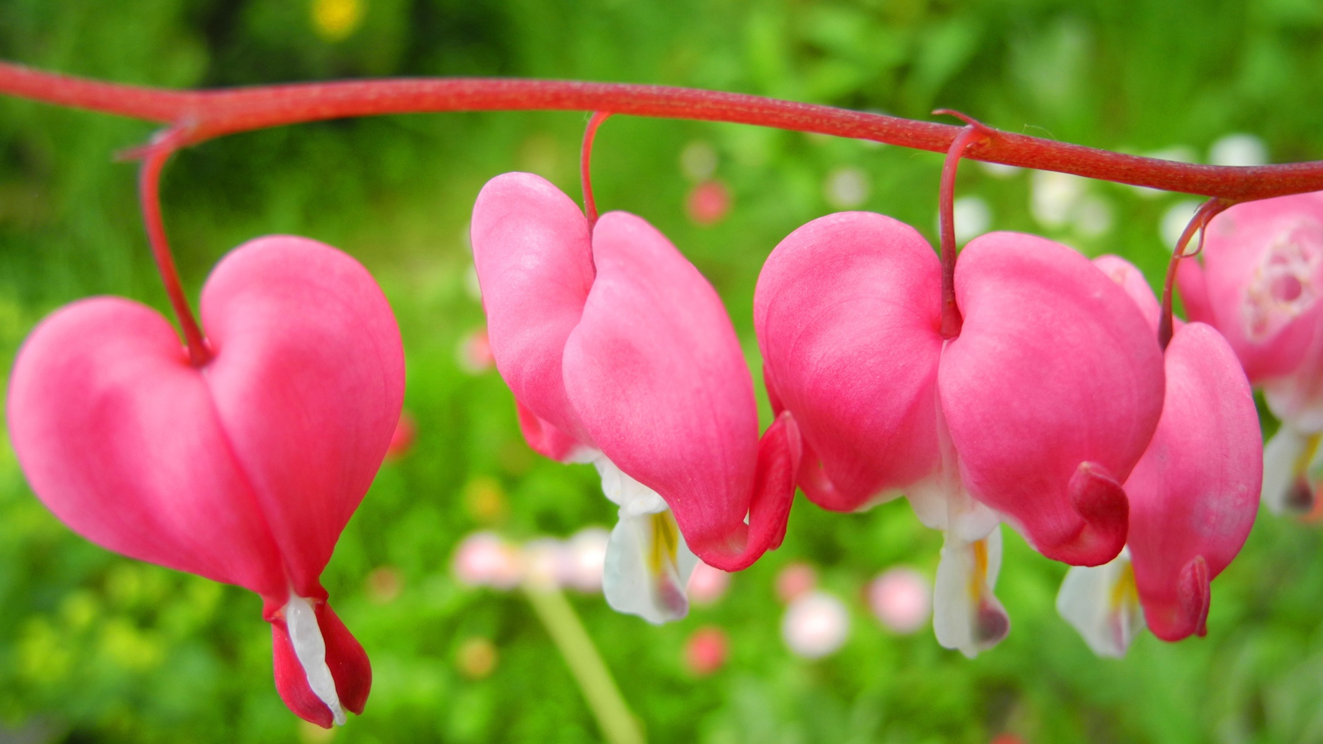 В саду красивые цветы дицентра