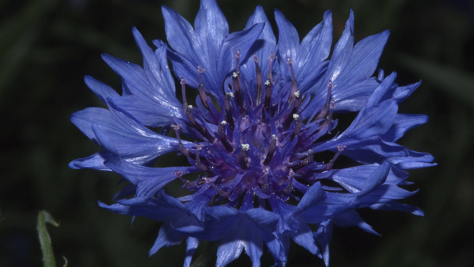 В саду красивые цветы васильки