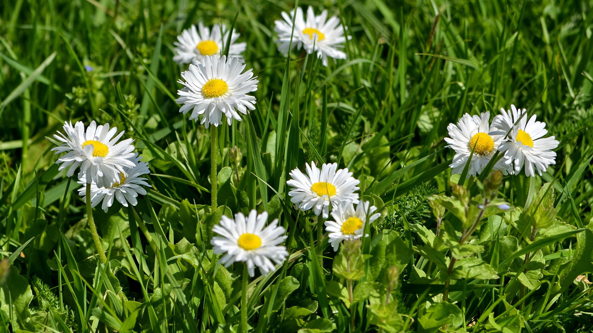 В саду красивые цветы маргаритки