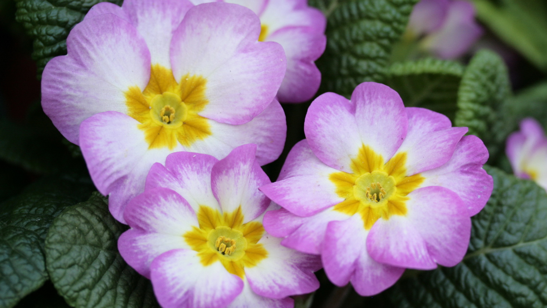 В саду красивые цветы примула