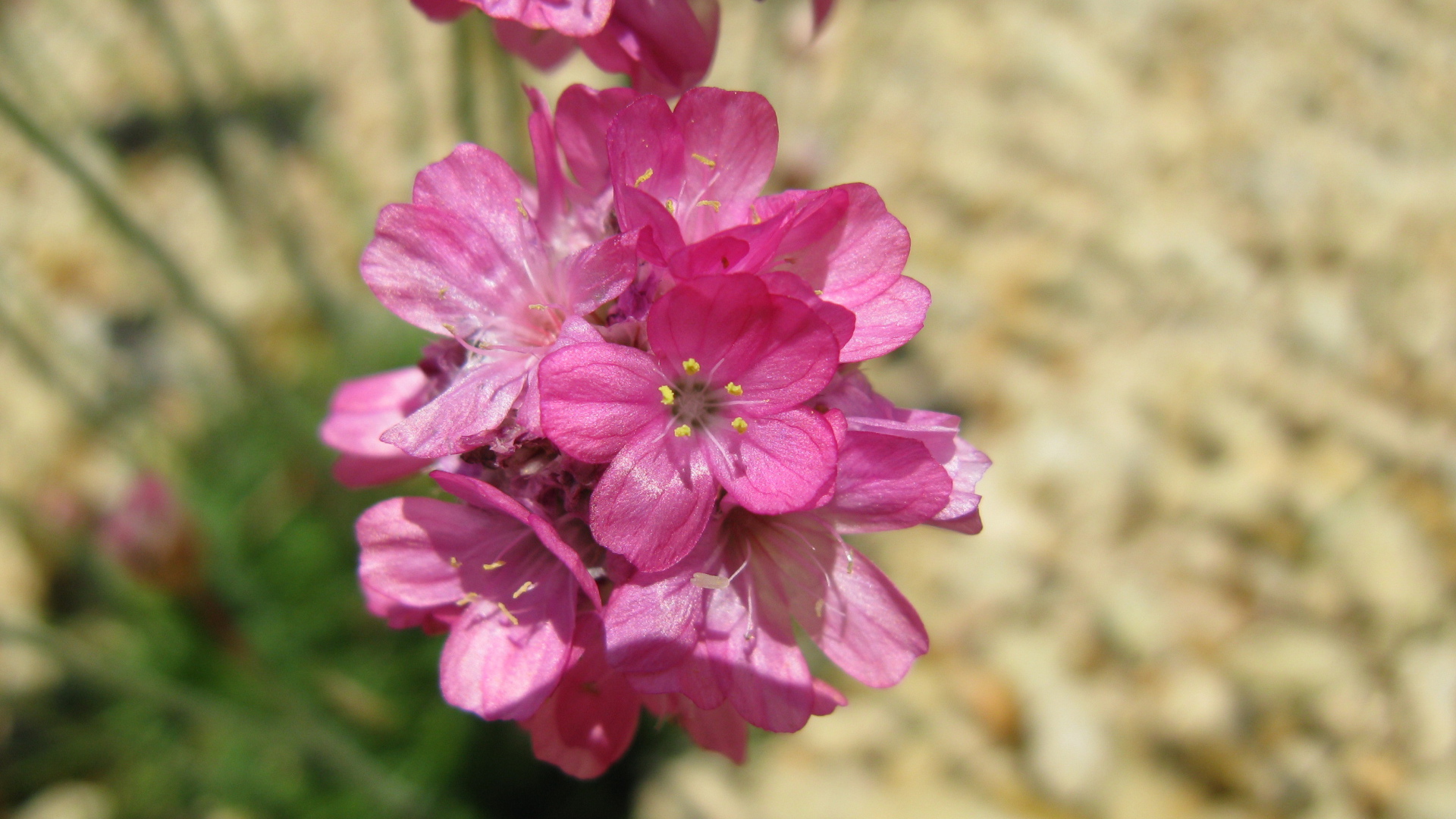В саду красивые цветы армерия