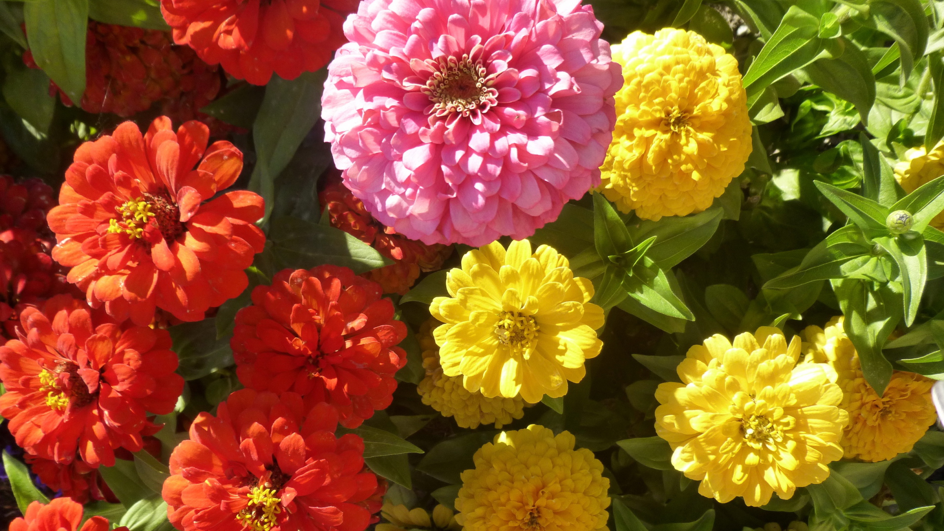 В саду красивые цветы цинния (циния)