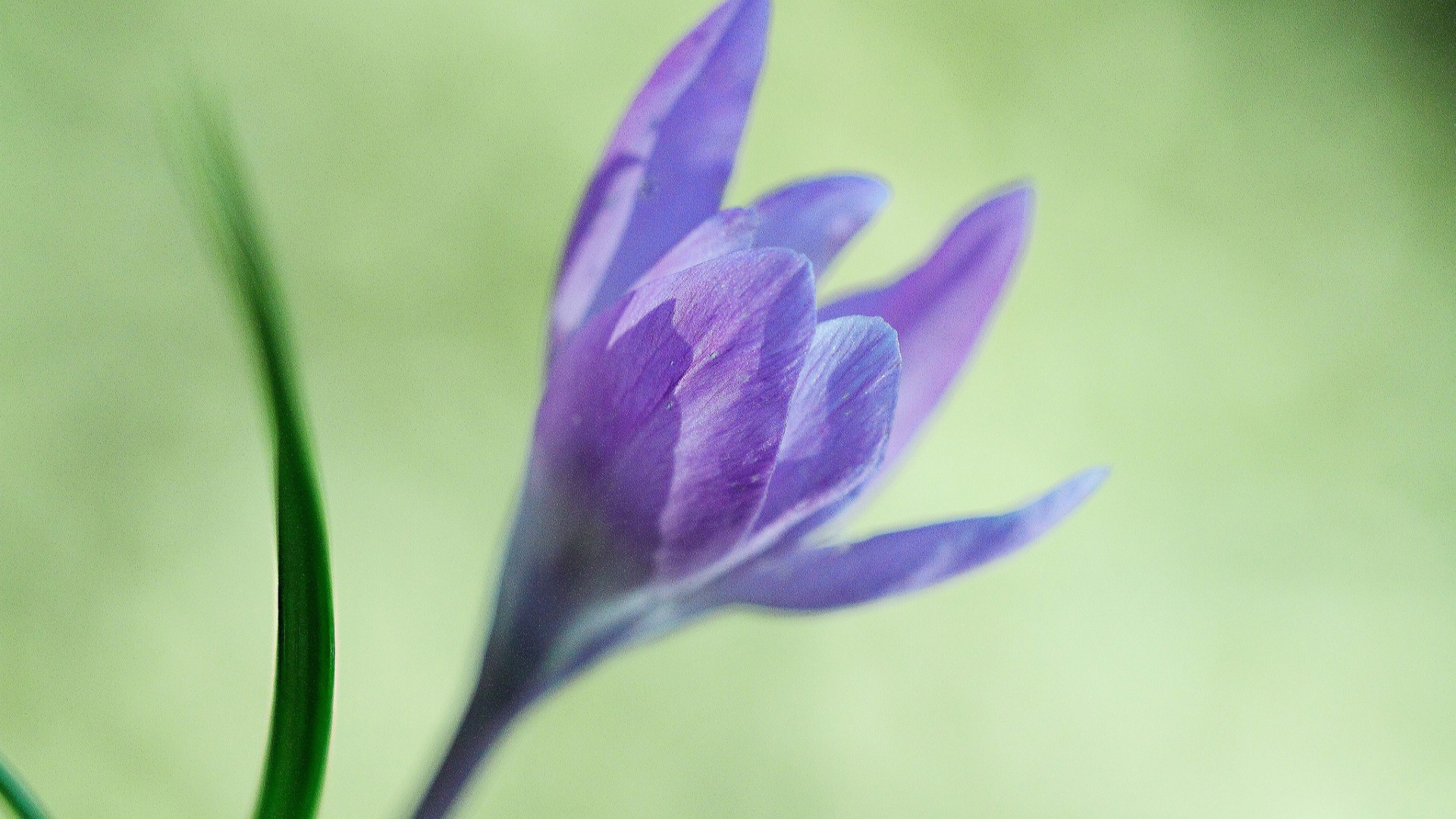 Интересный цветок