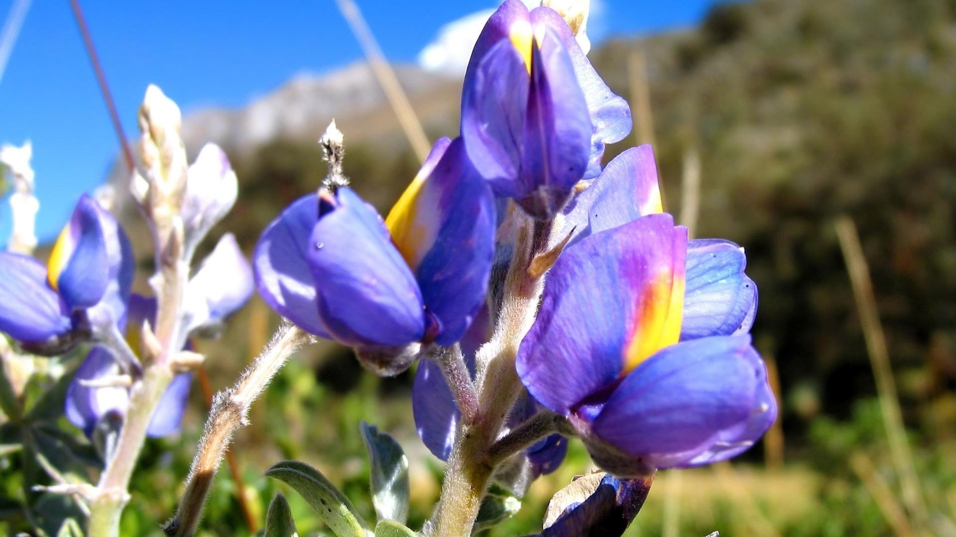 Ирисы на фоне скалы