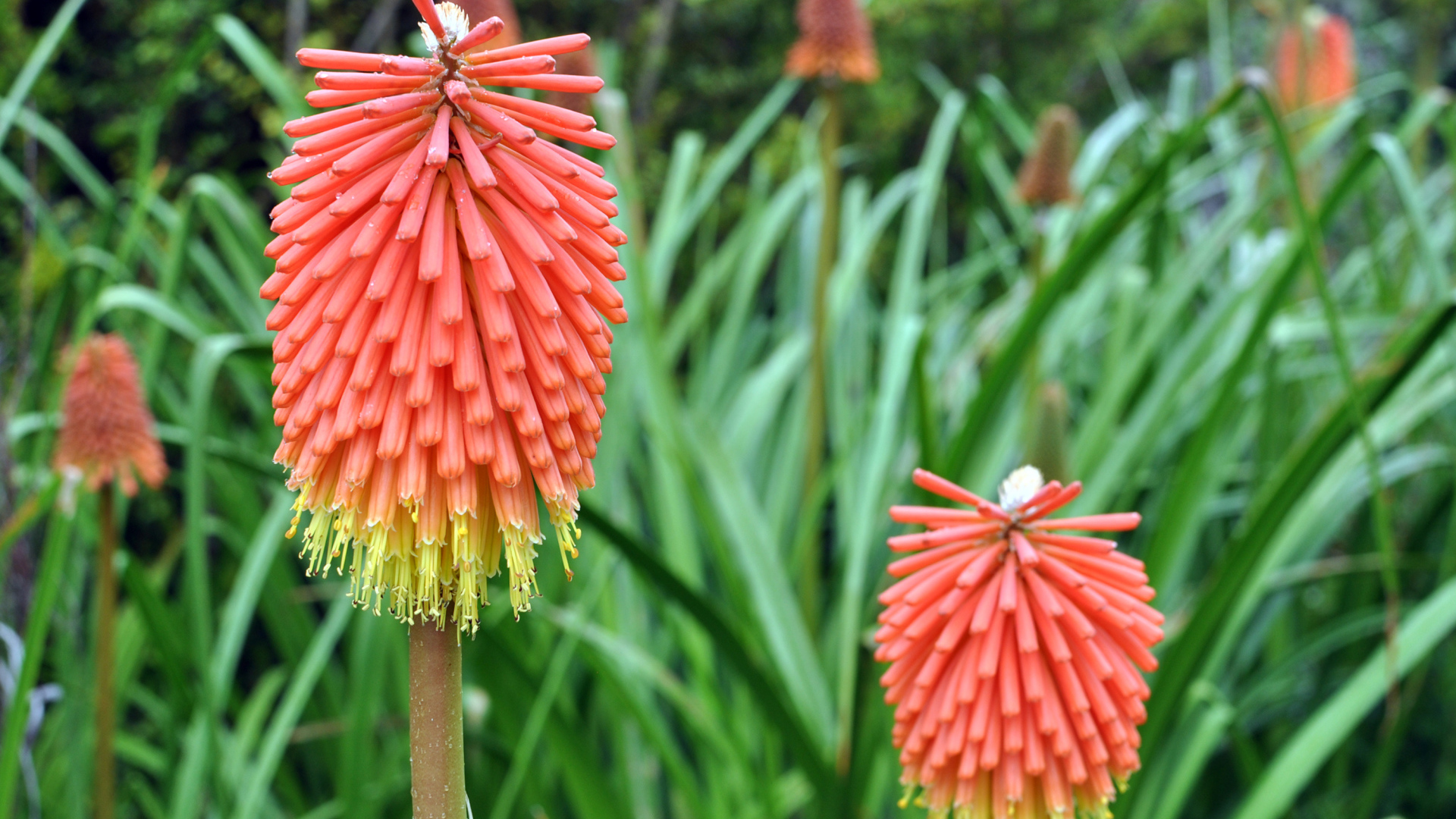 Садовые цветы кникофия на дачном участке