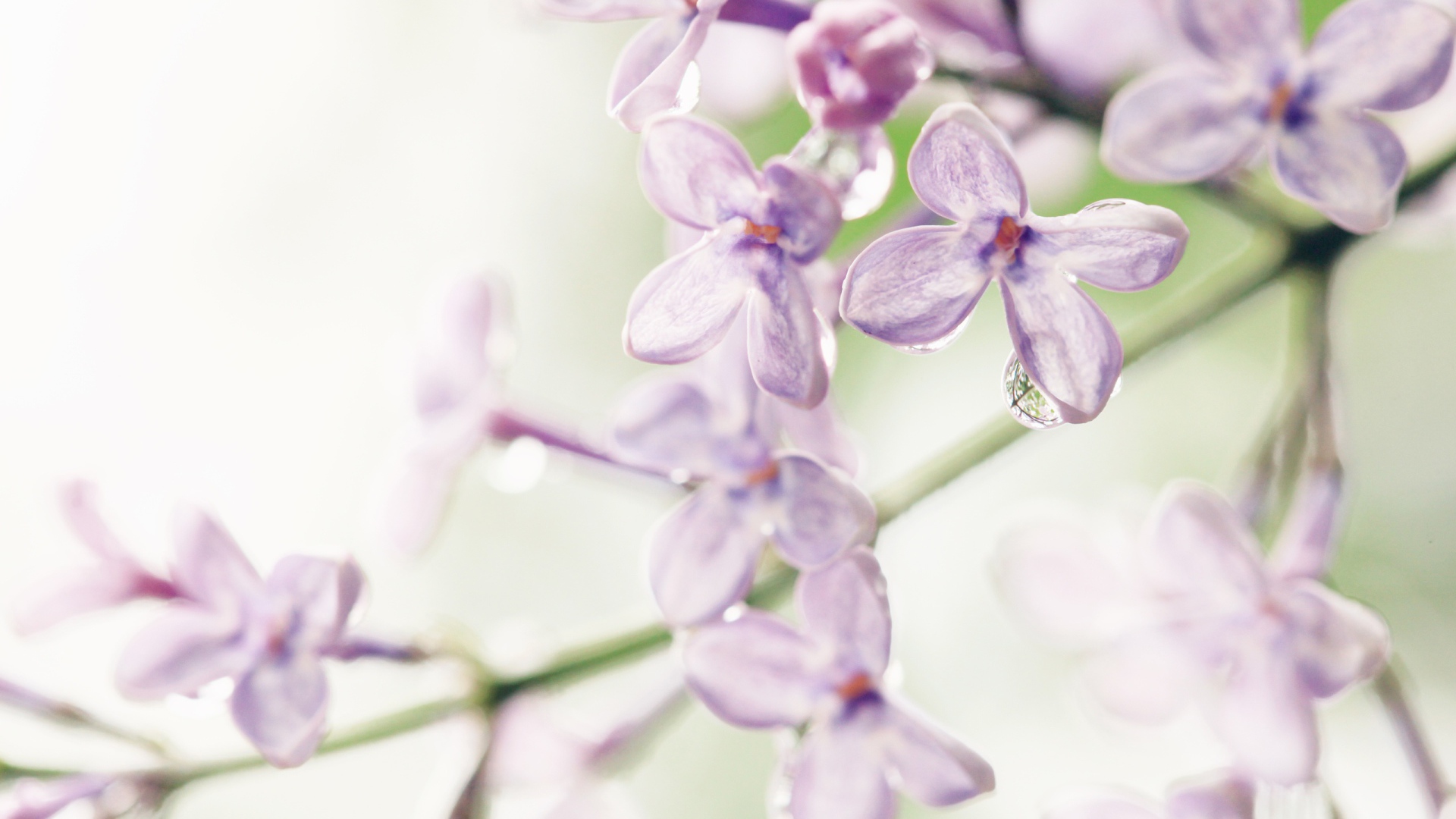 Лиловые цветы