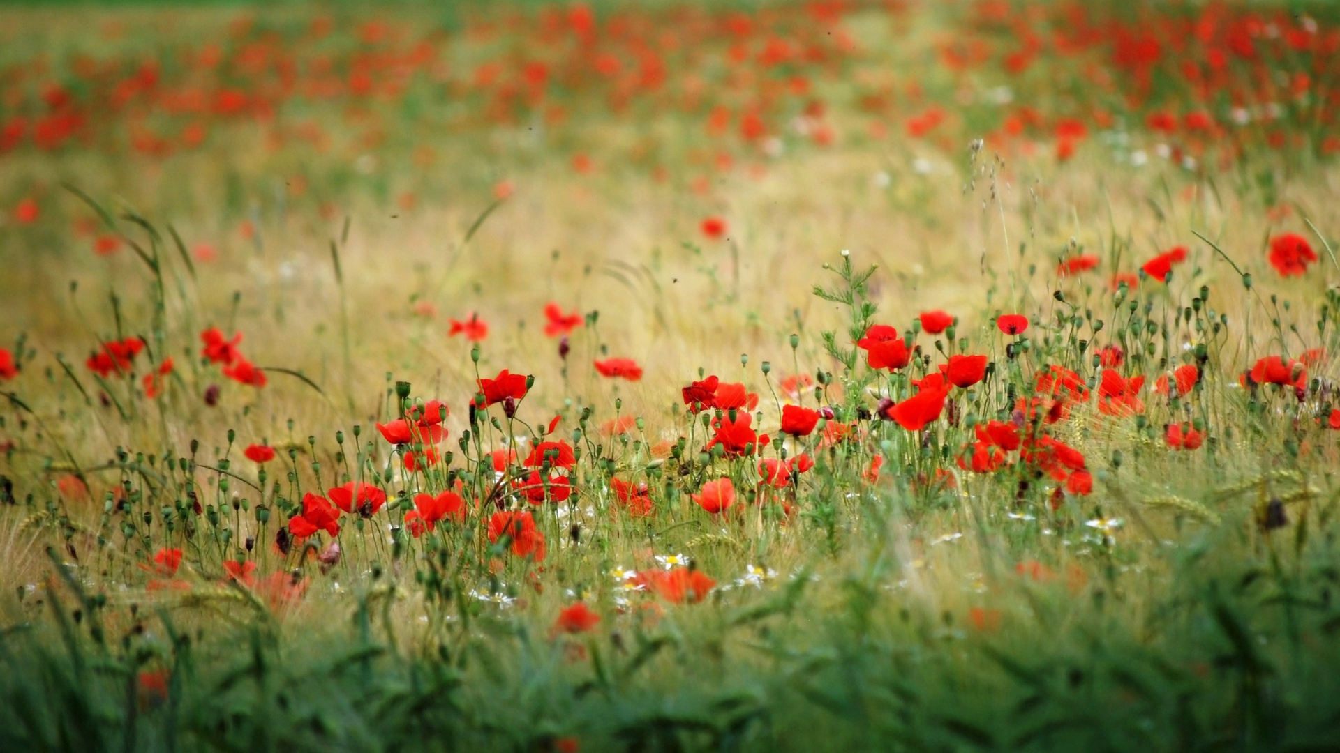 Много красного мака в поле