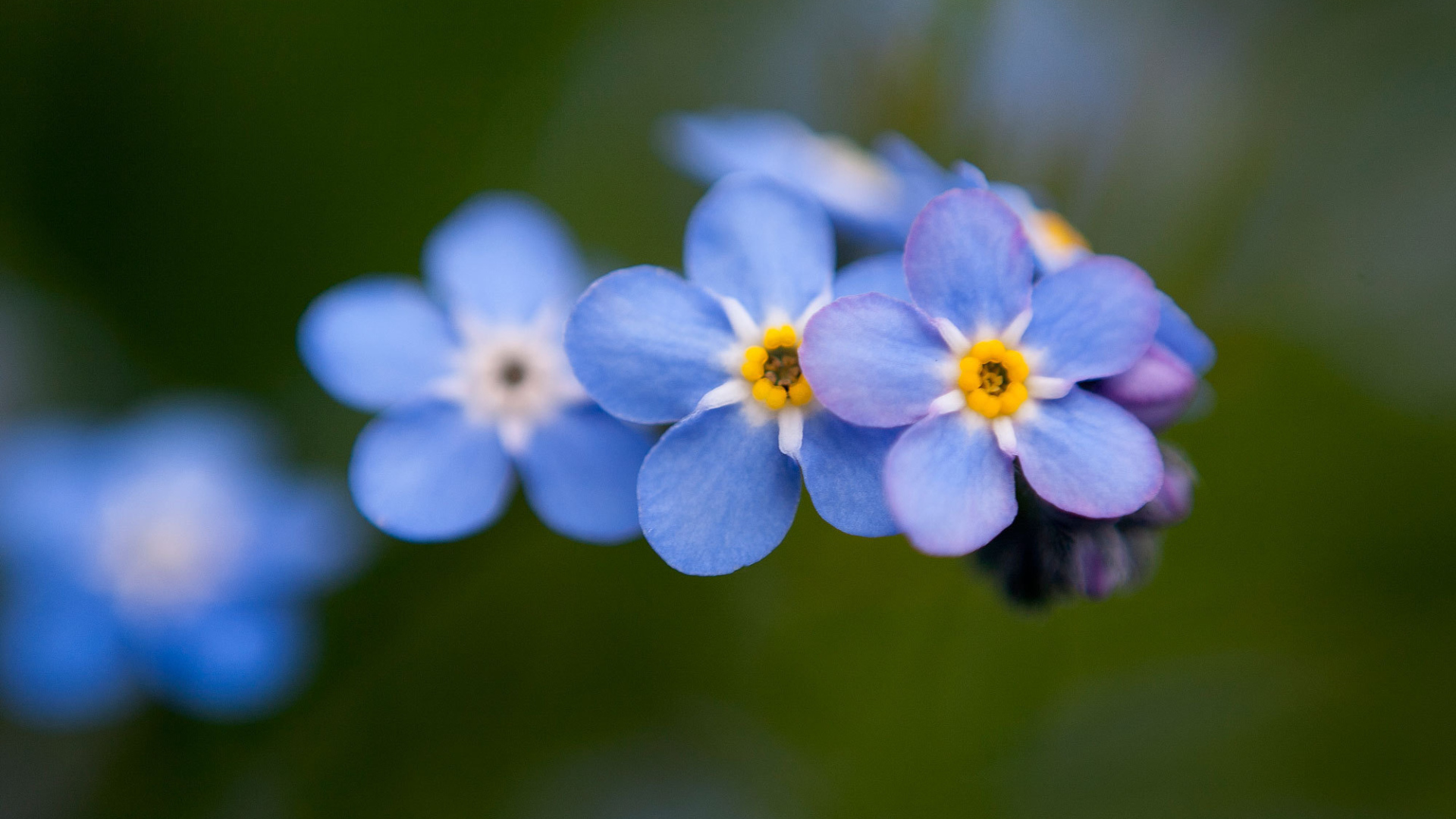 Цветы незабудки расцвели в лесу