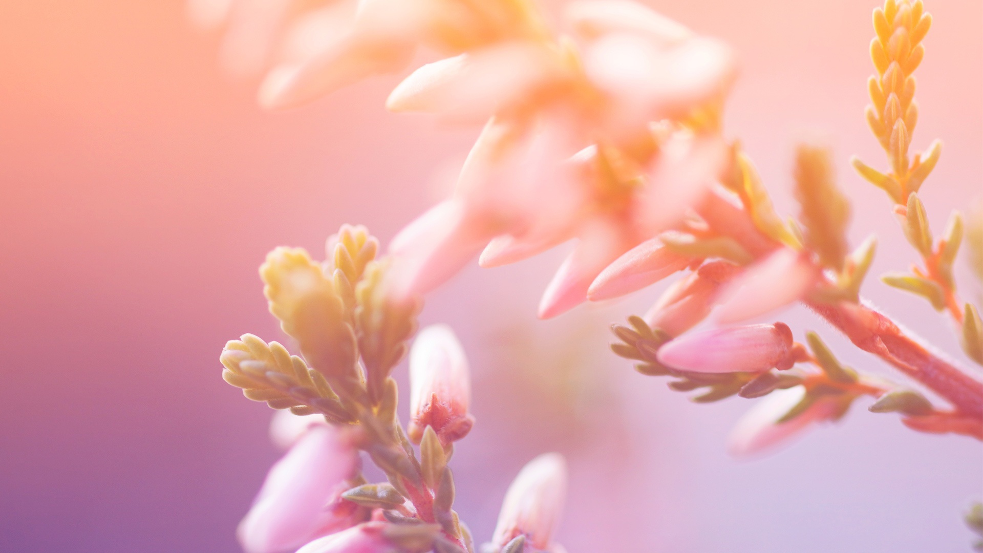 Утренние цветы