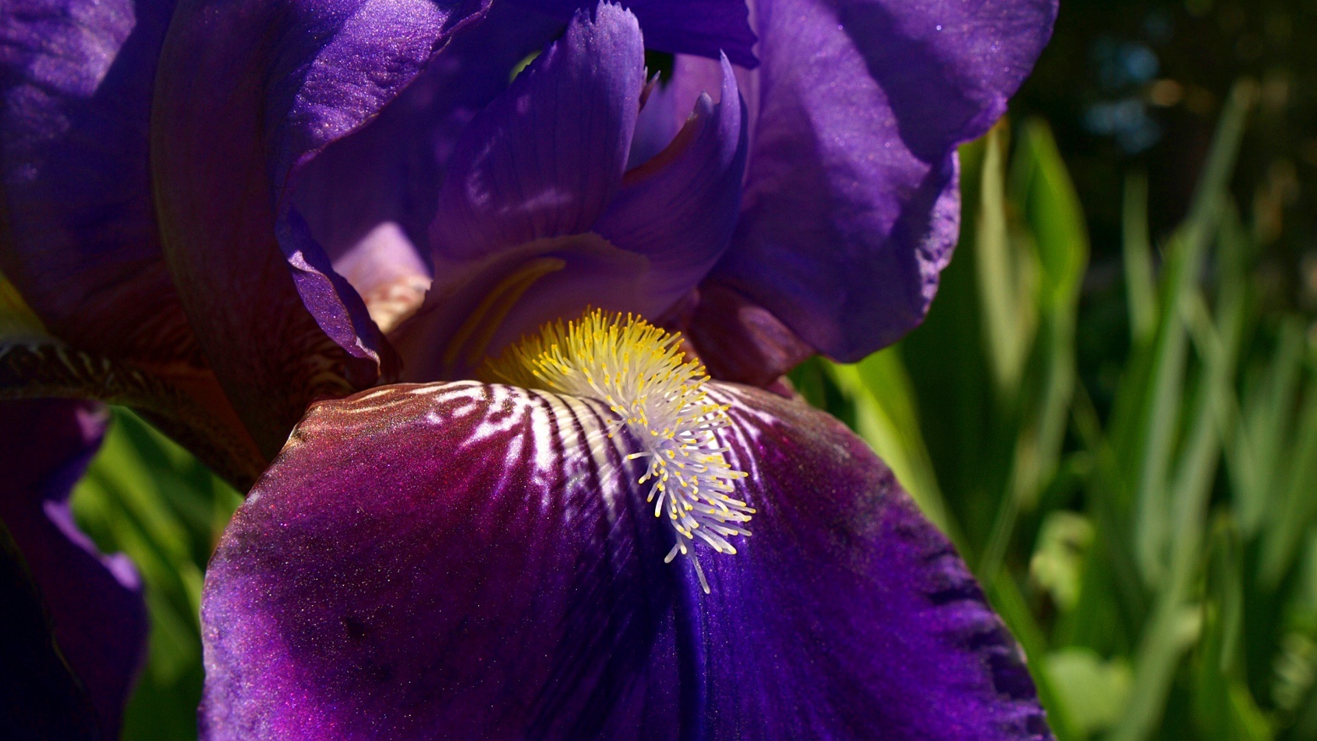 Утренний цветок ирис