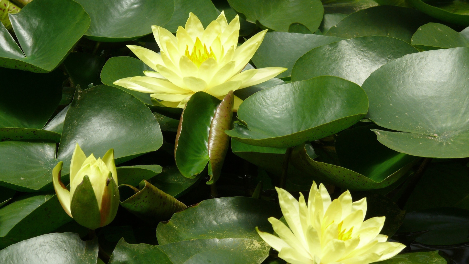 Красивые цветы нимфея в саду