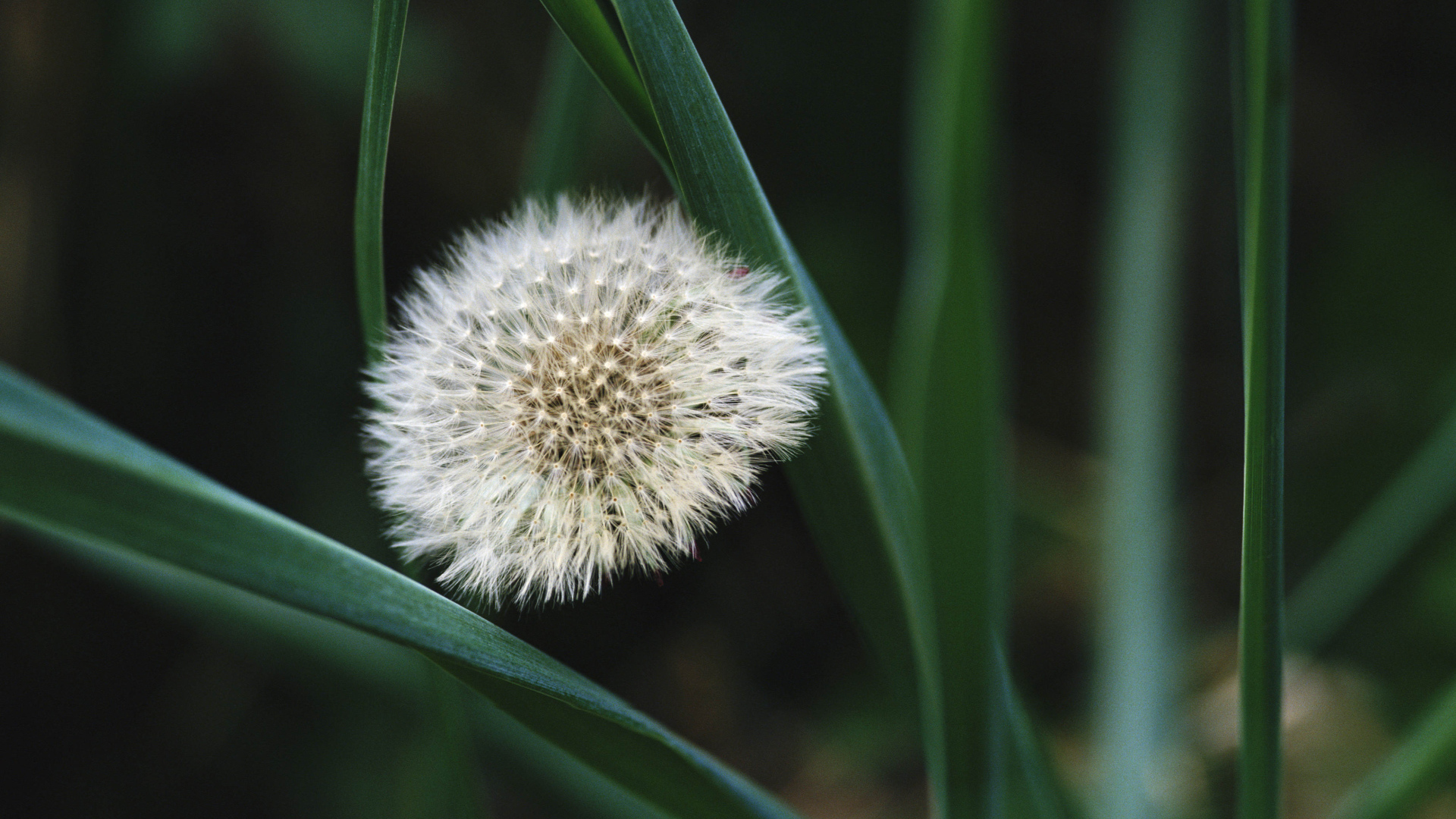 На поляне красивый козлобородник (большой одуванчик) 
