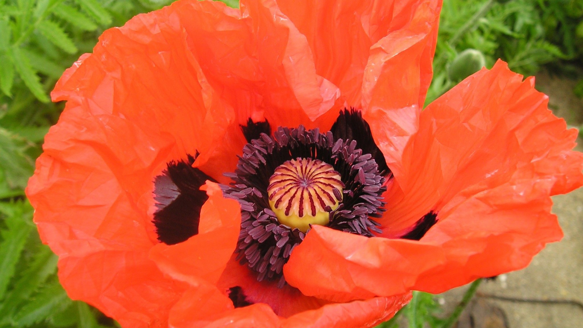 Восточный мак распустился в саду