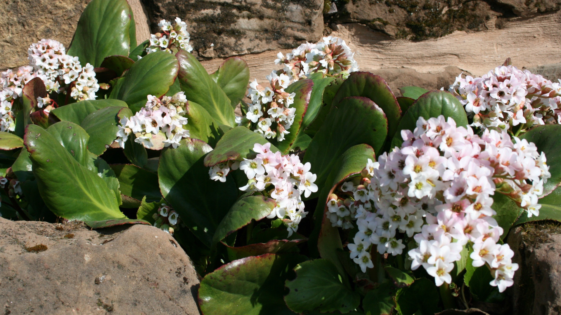 Бадан многолетнее растение