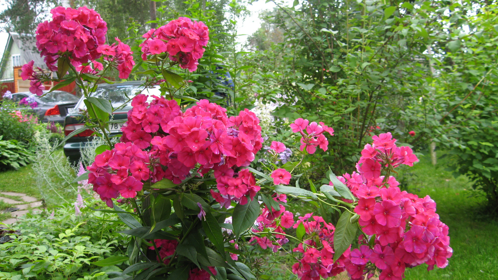 Цветы флокс цветут на поляне