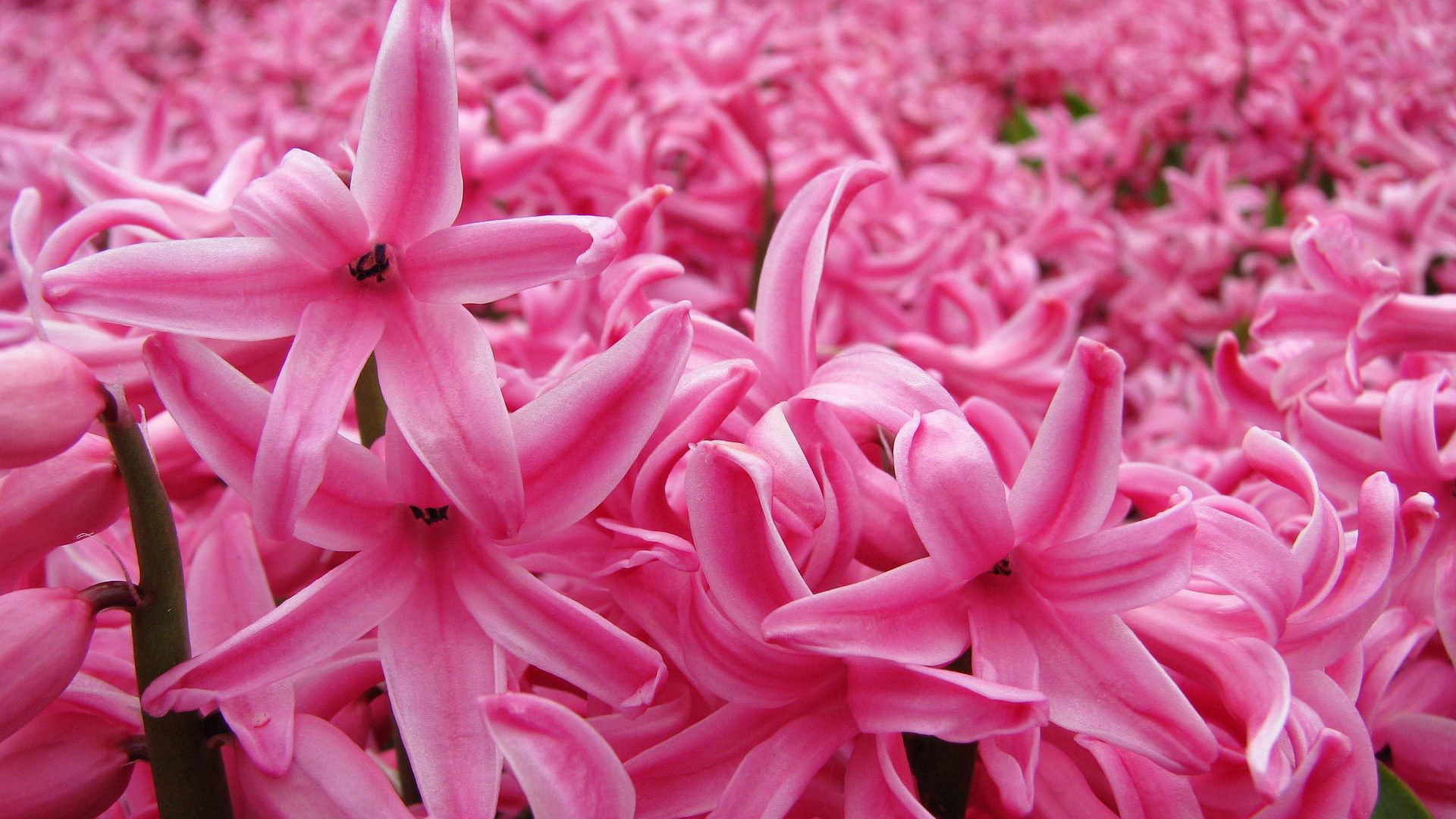 Цветок розовый гиацинт в весеннем саду