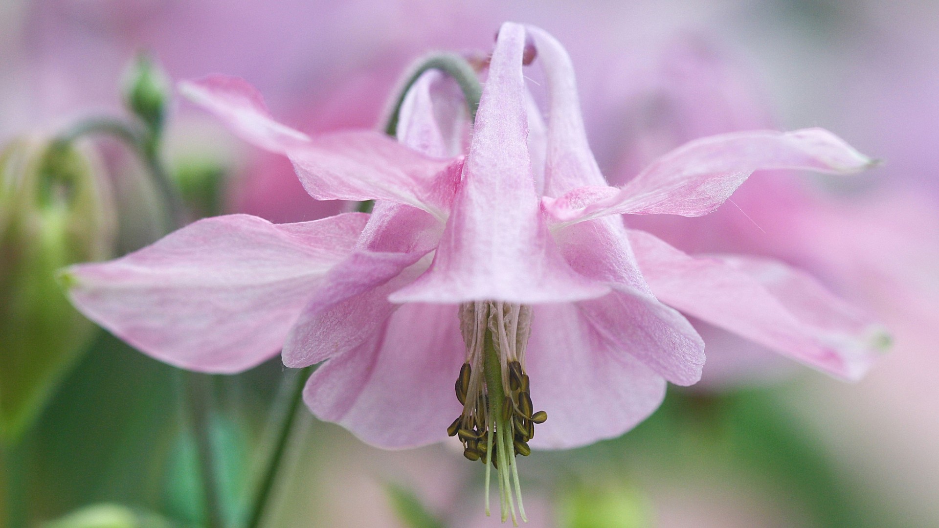 Pозовые лепестки