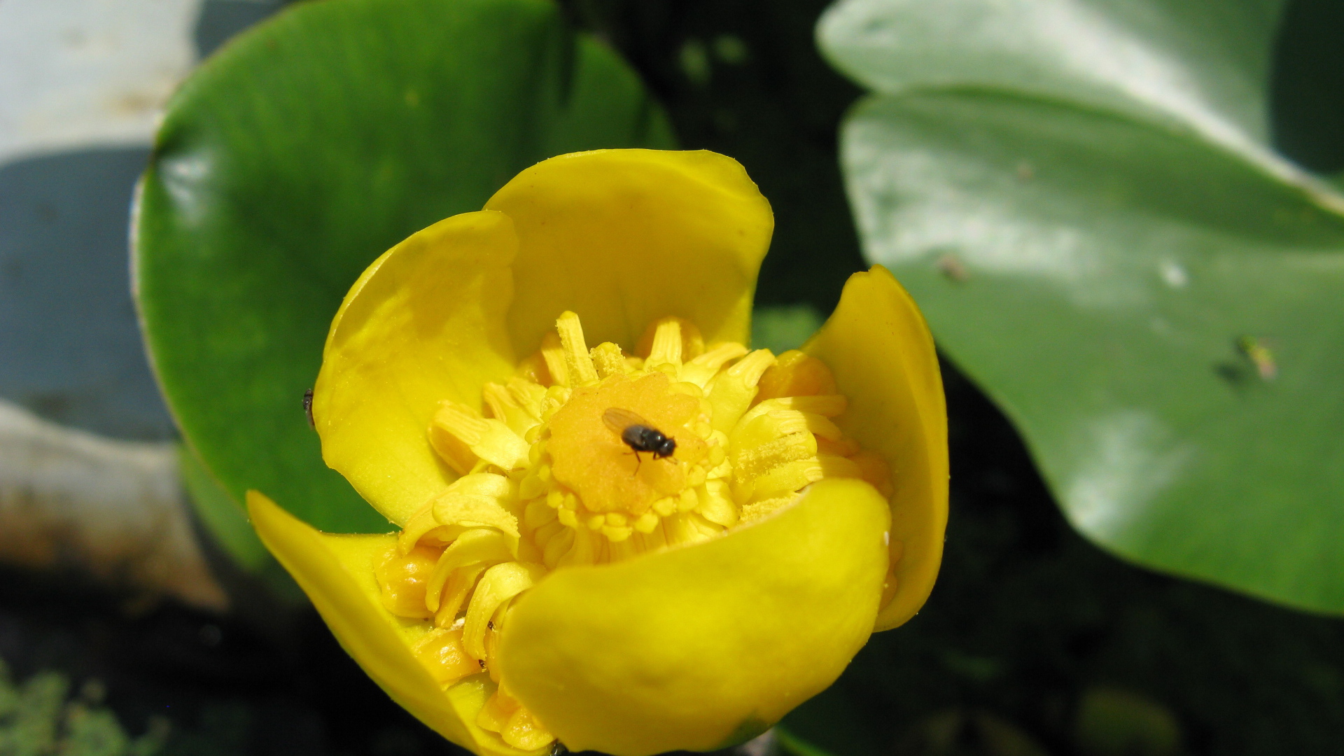Растение желтая кубышка
