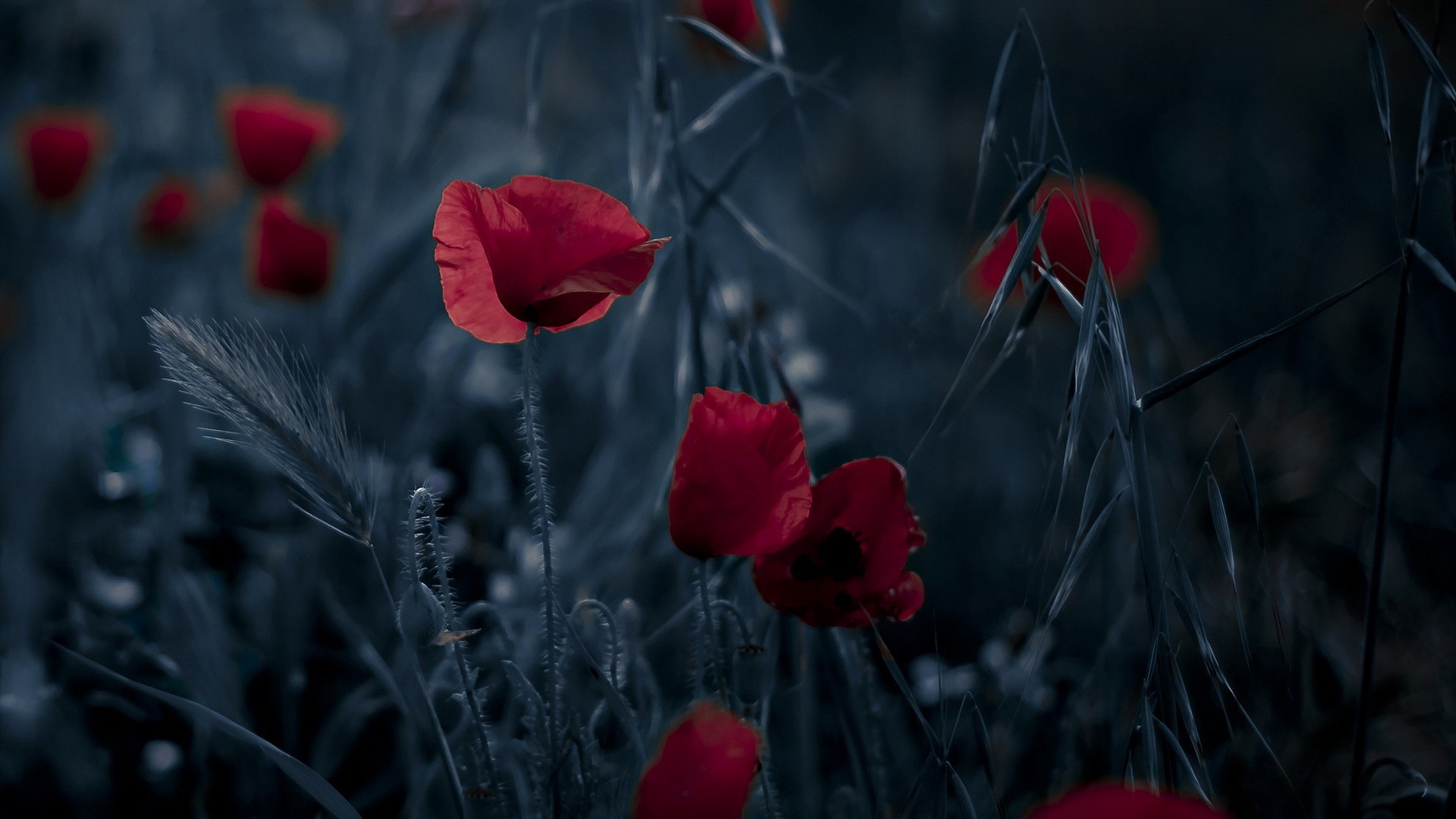 Маки на ночном поле