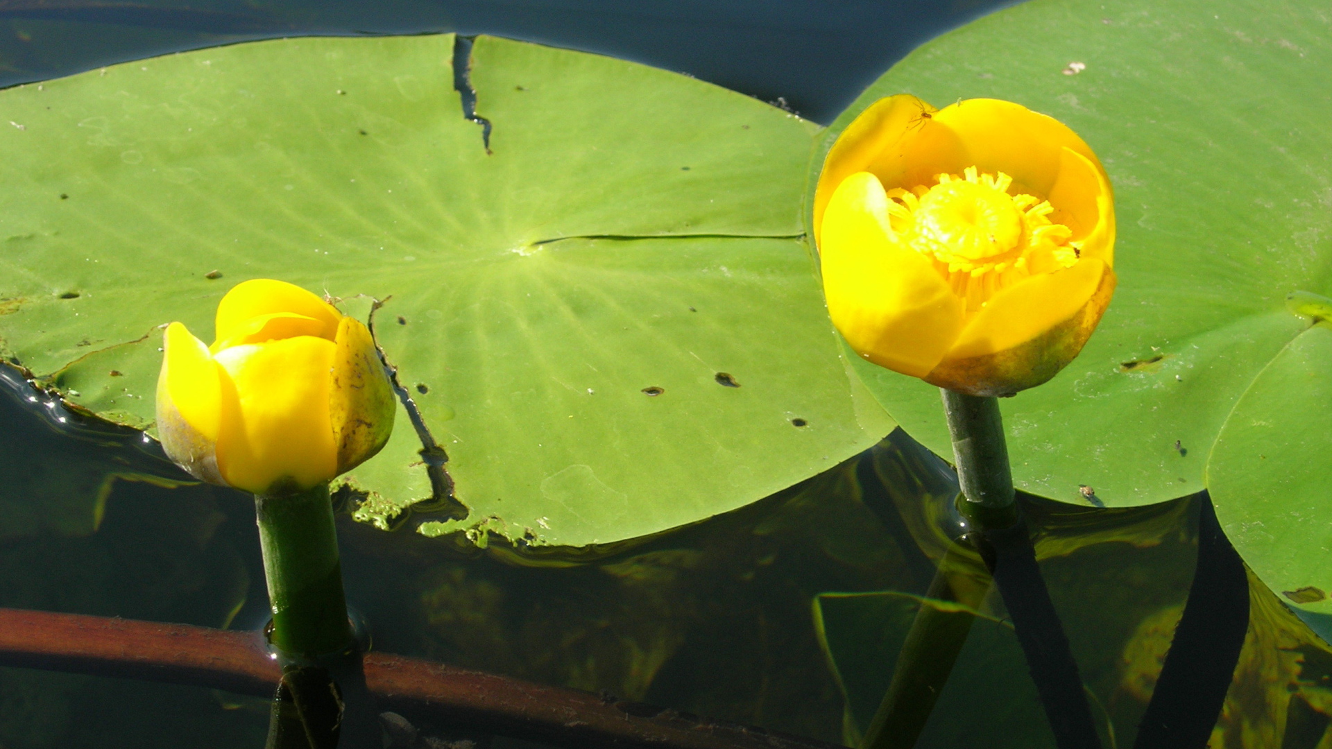 Красивый цветок кубышка на воде