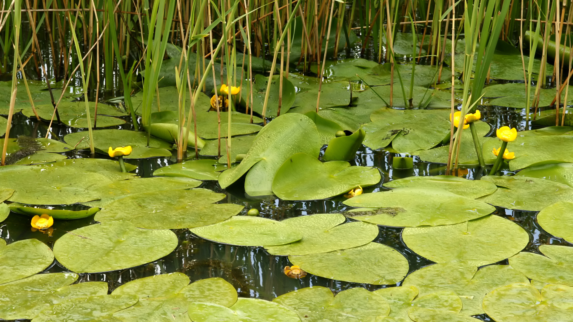 Растение кубышка на болоте