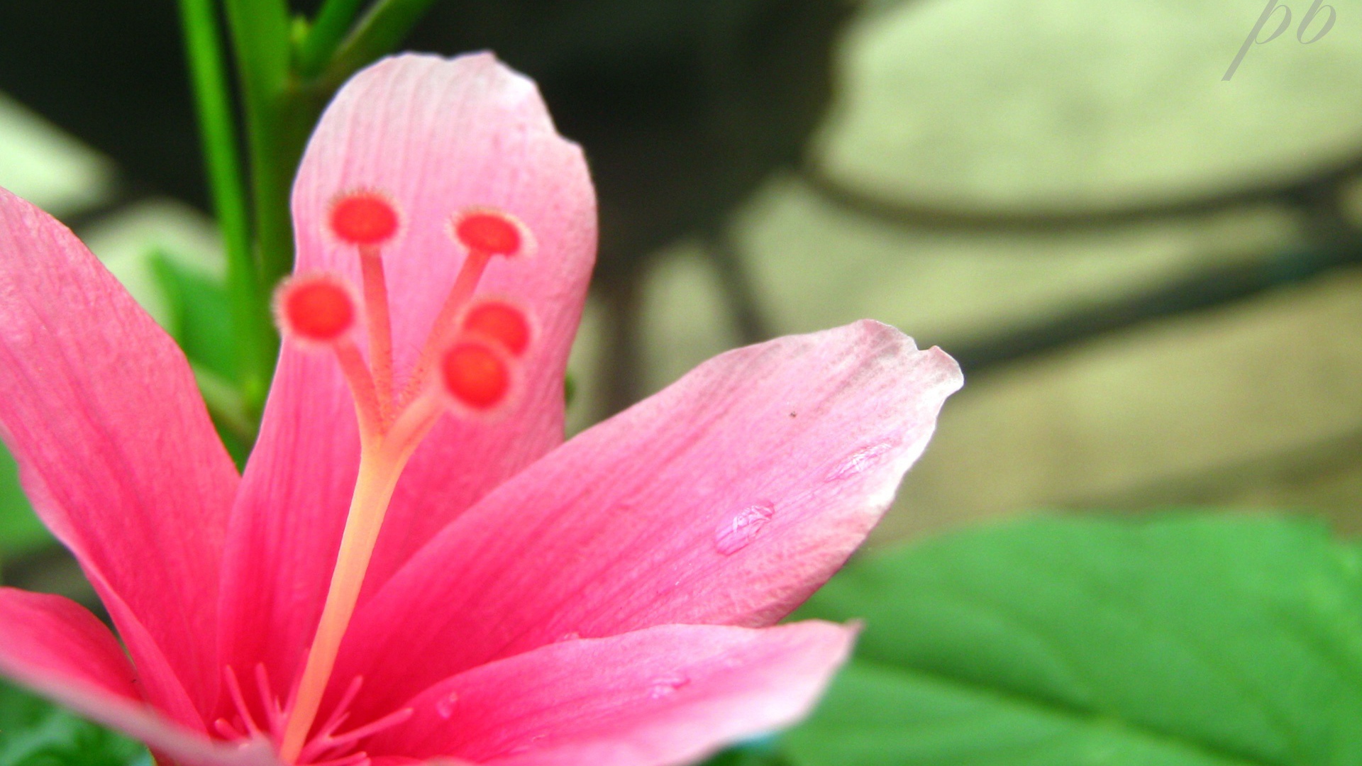 Нетронутый цветок