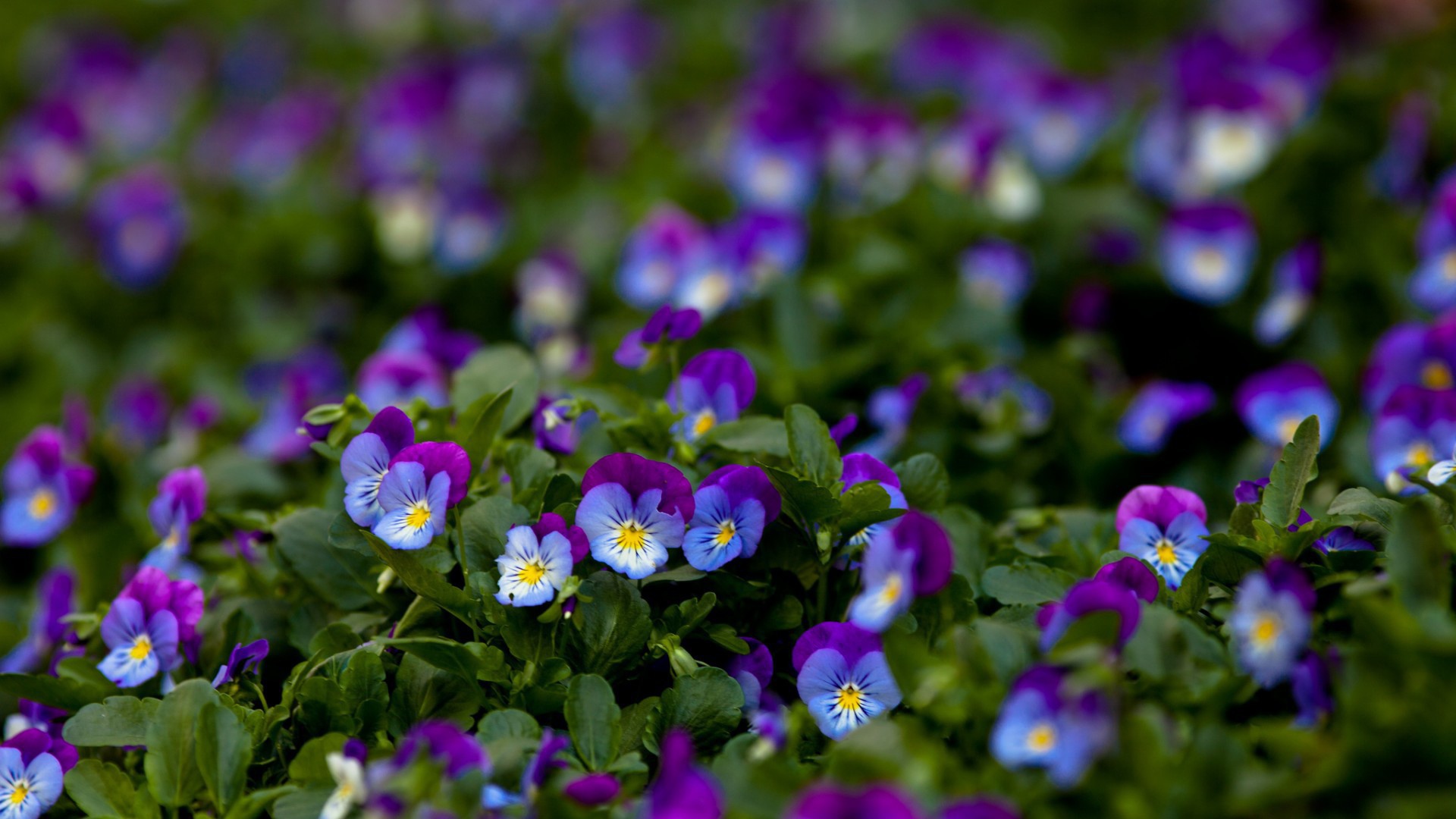 Фиолетовые цветы