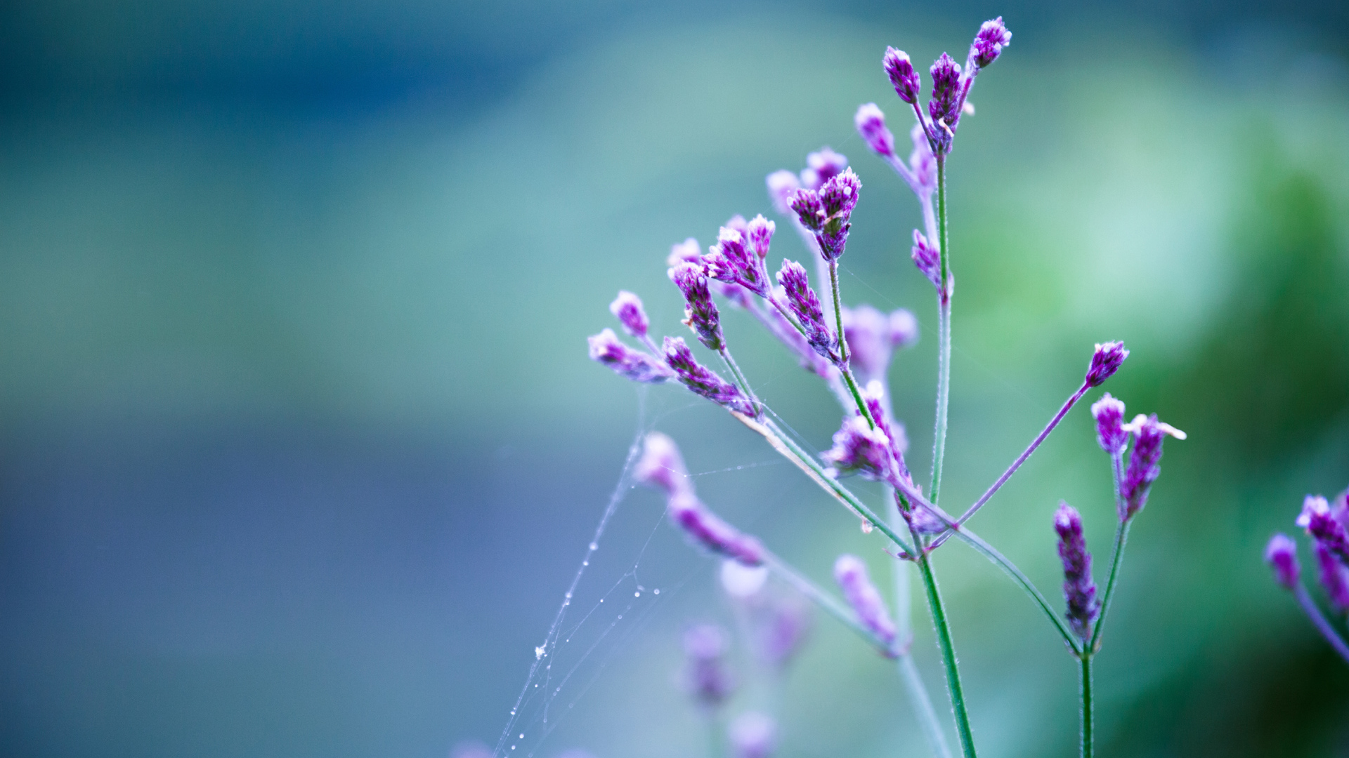Сиреневые цветы с паутиной