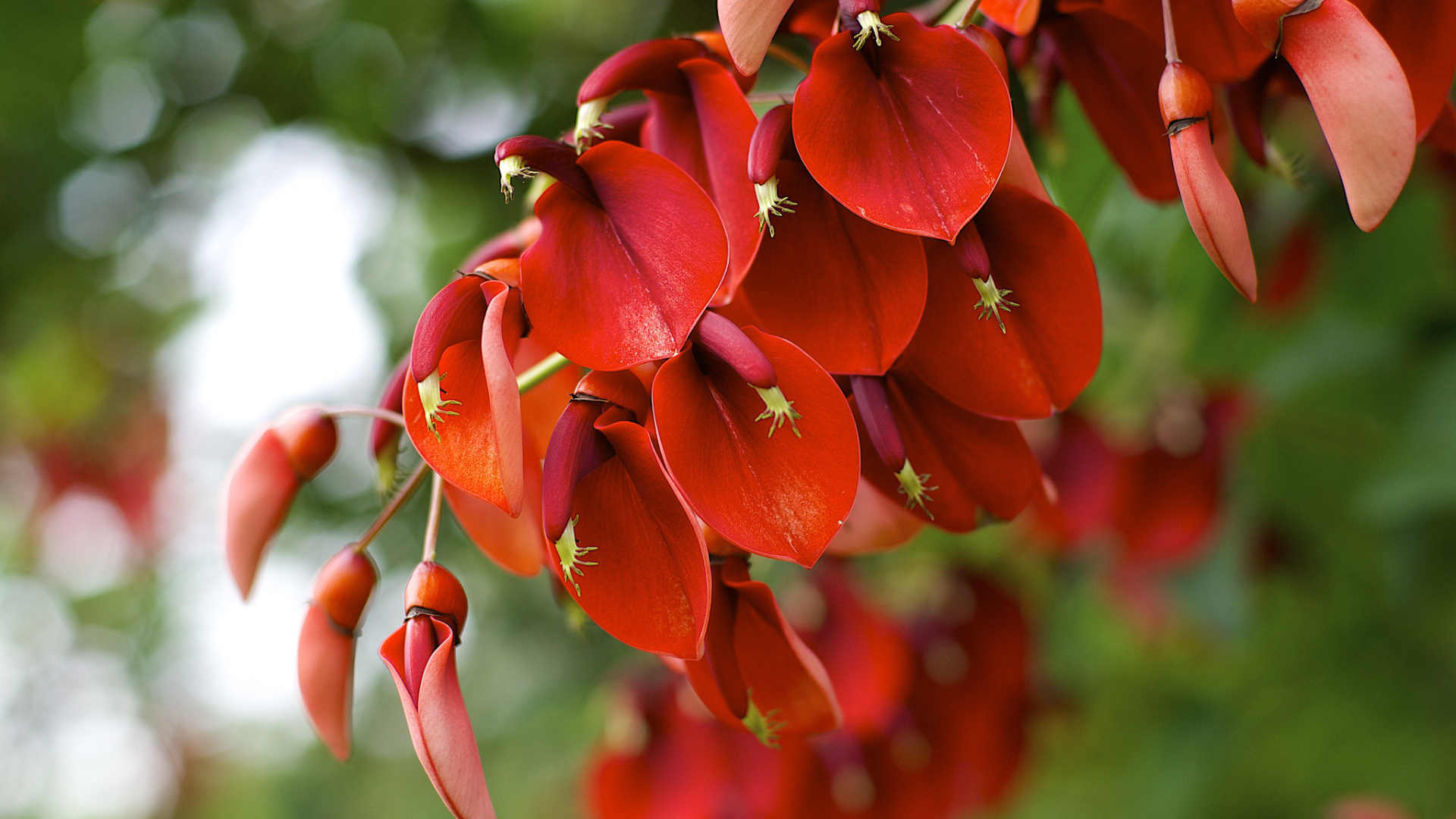 Красные цветы на ветке 