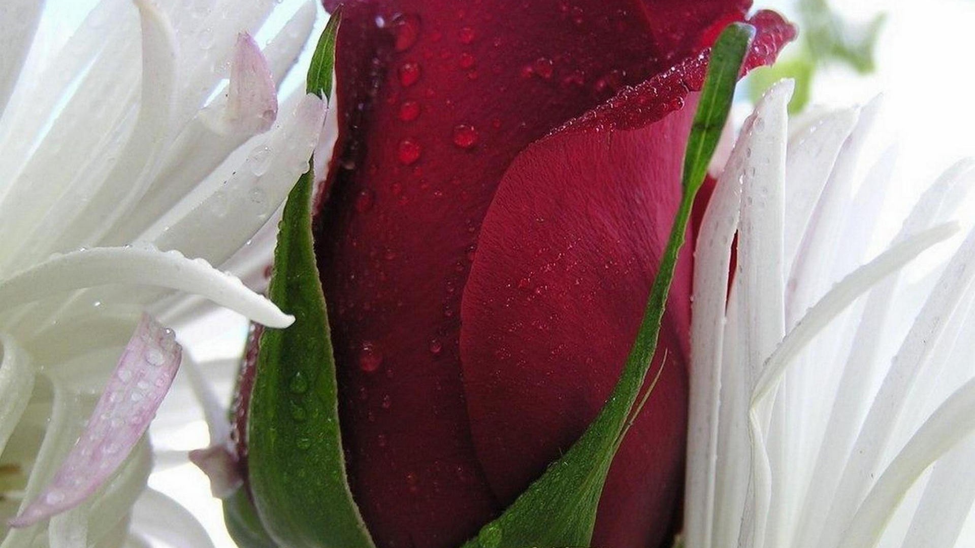 Красная роза в белых листьях