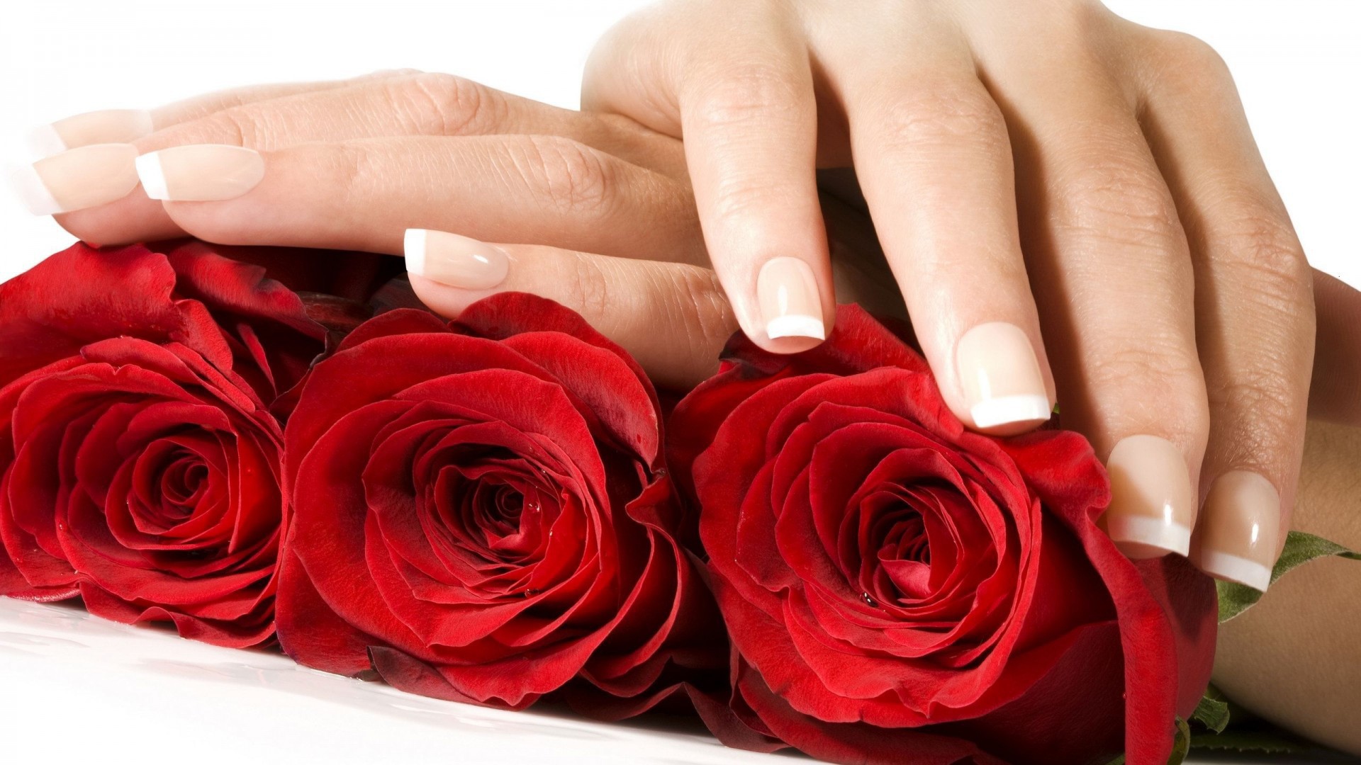 Красные розы и женские руки