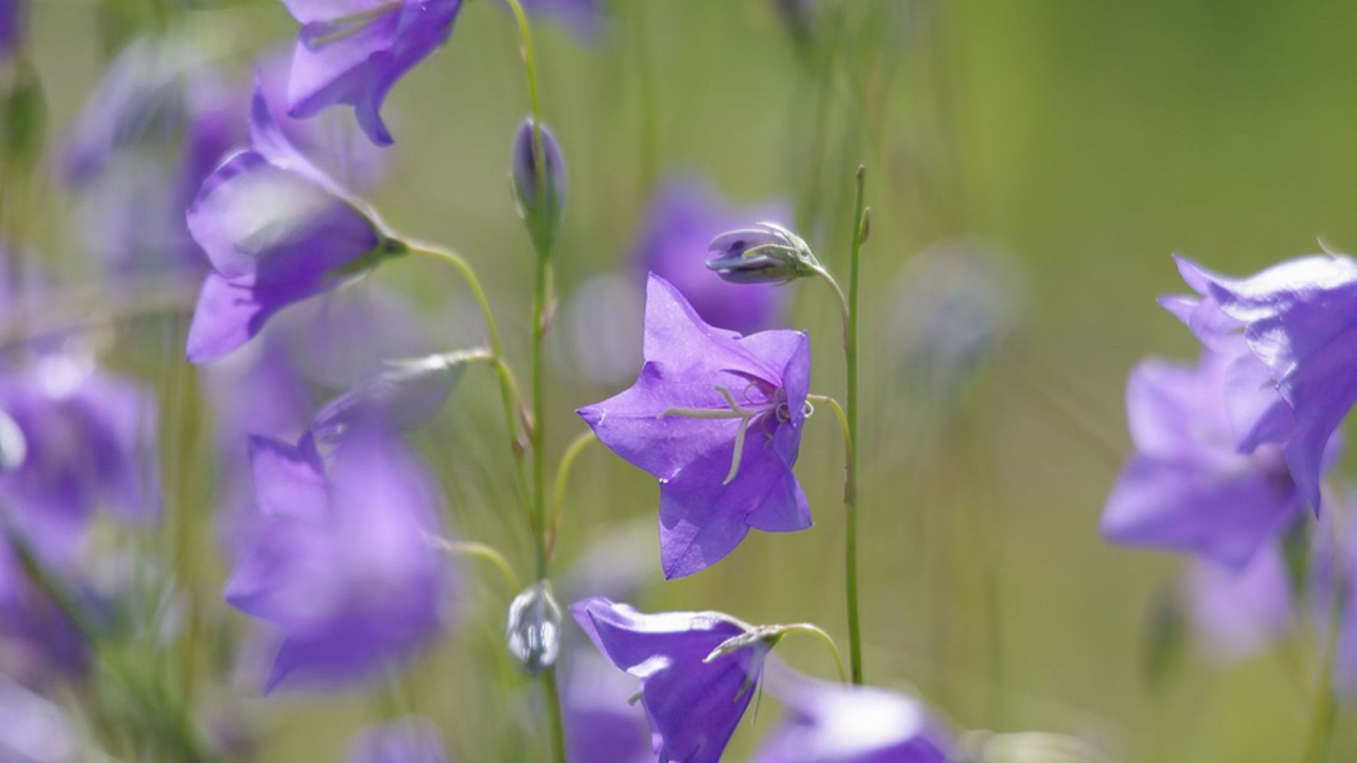 Отражение цветов колокольчиков