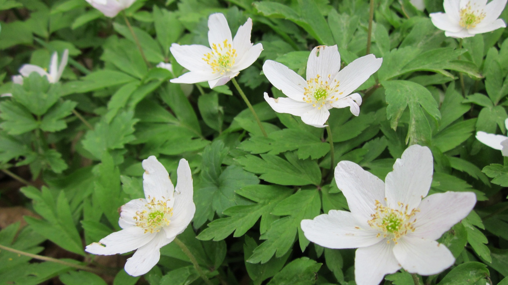 Красивое растение резуха на поляне