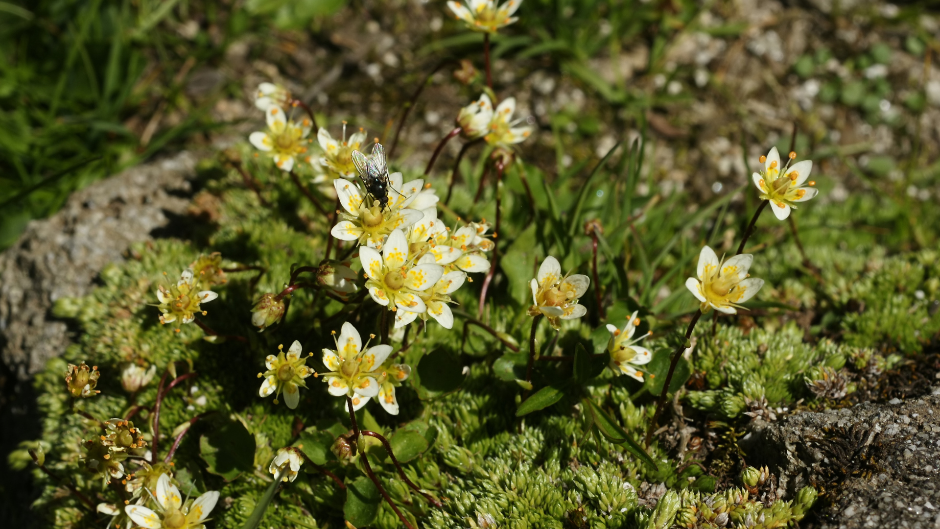 Цветы резуха в лесу
