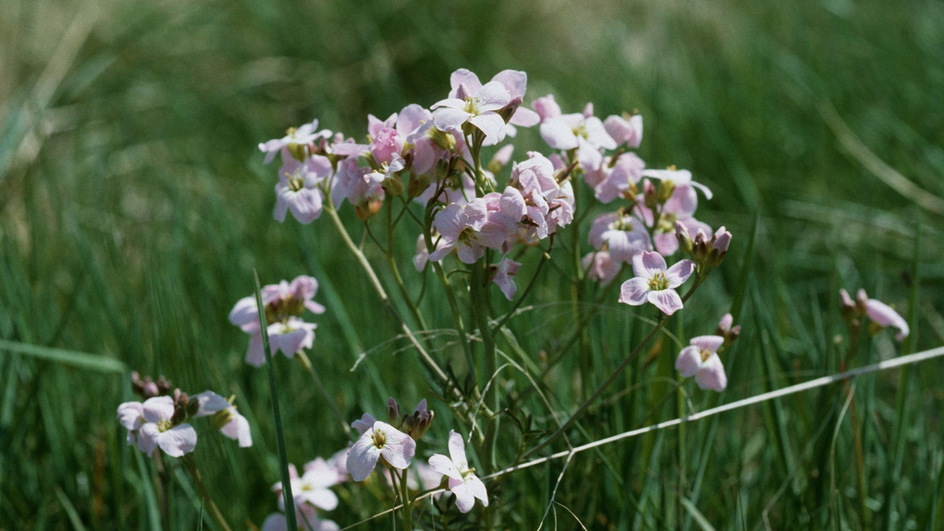 Цветы резуха в саду