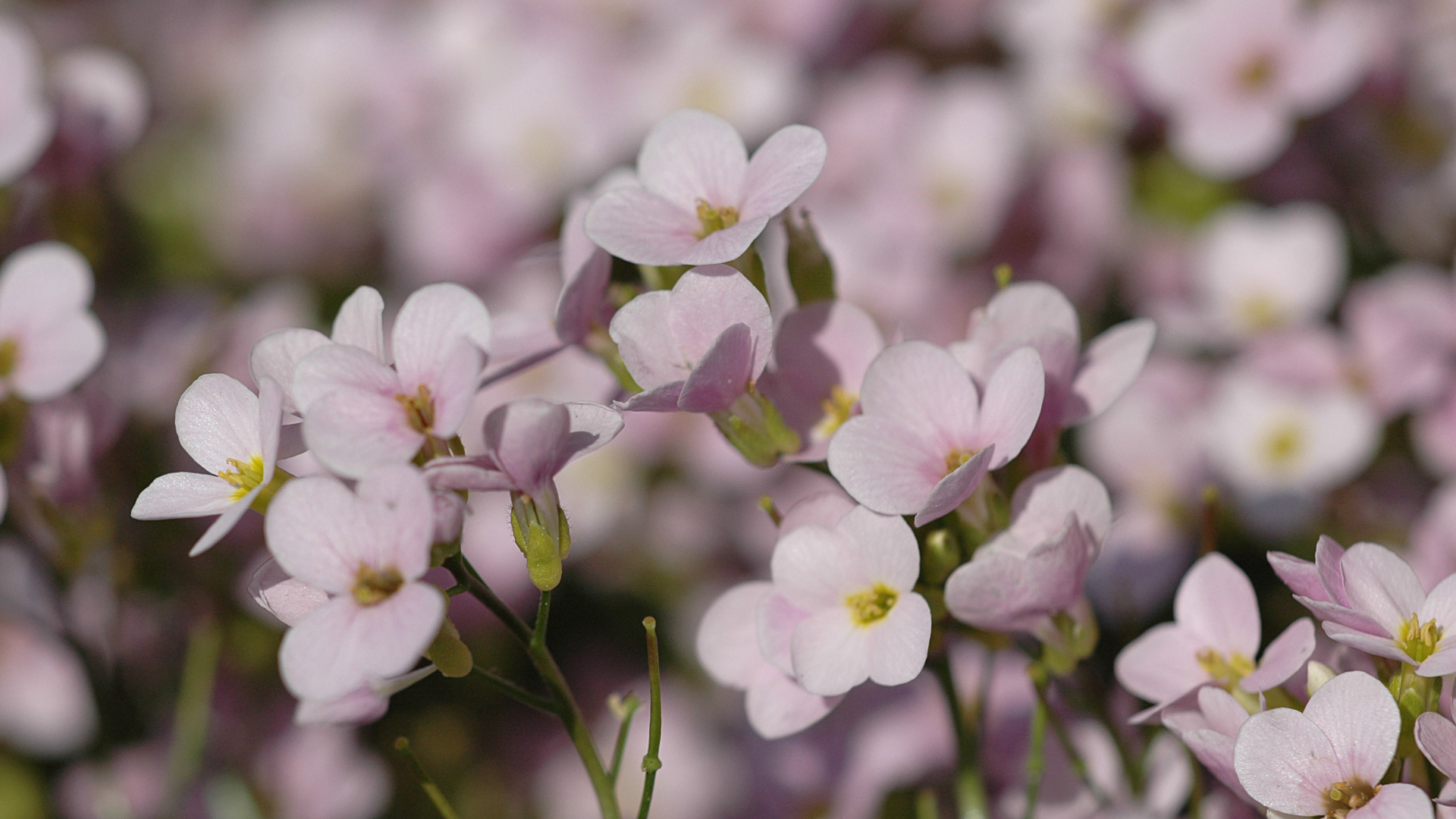 Цветы резуха на поляне