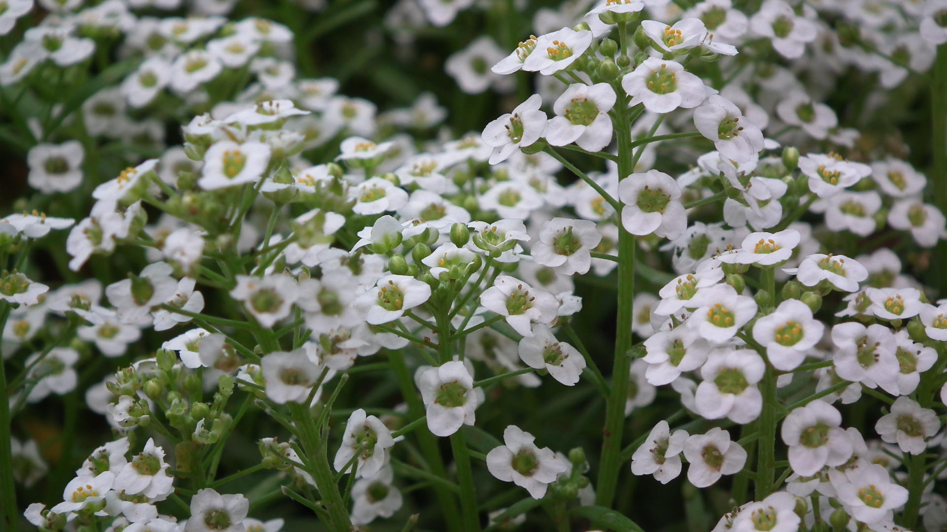 Растение резуха на опушке