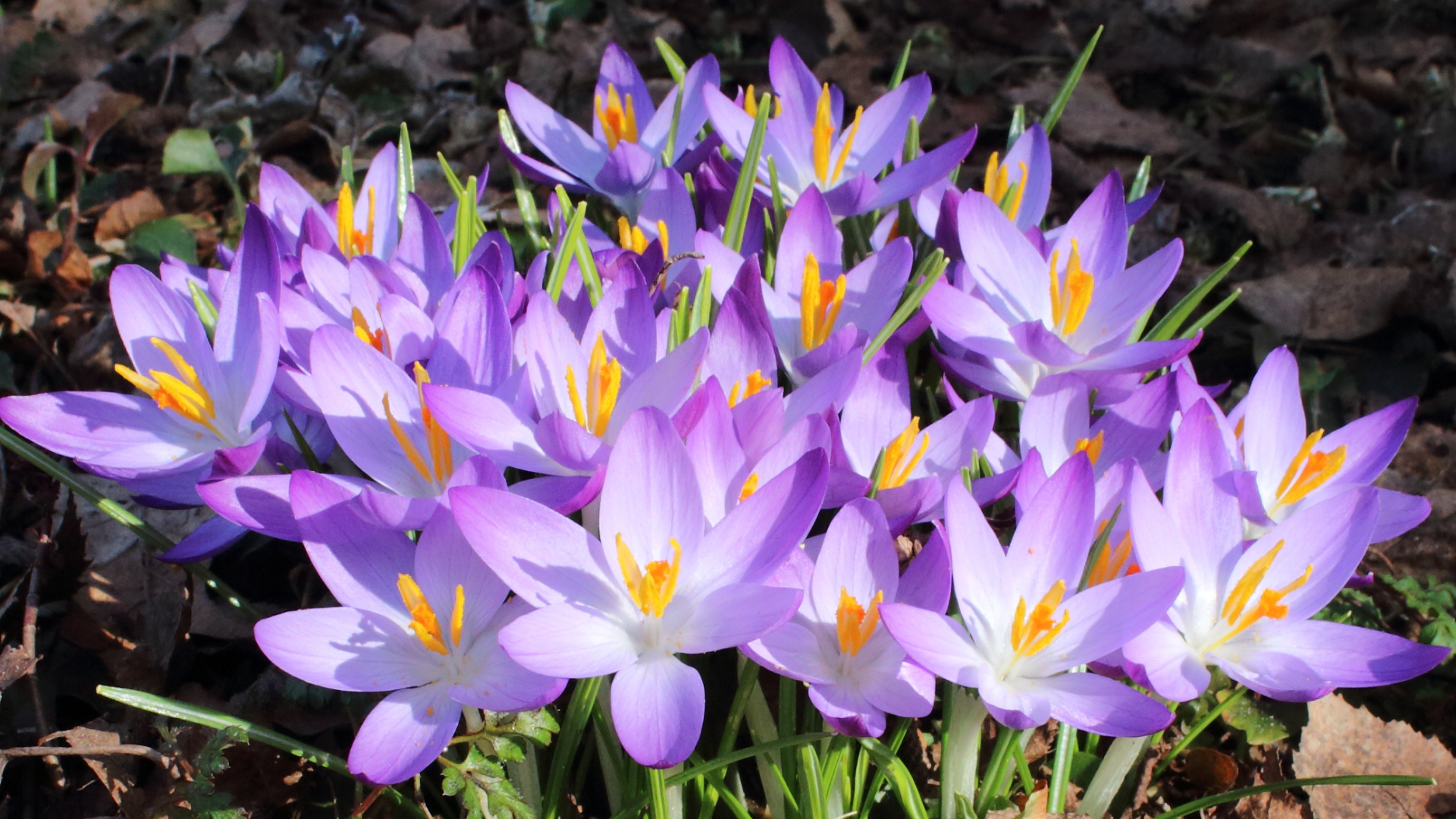 Весенние крокусы на поляне