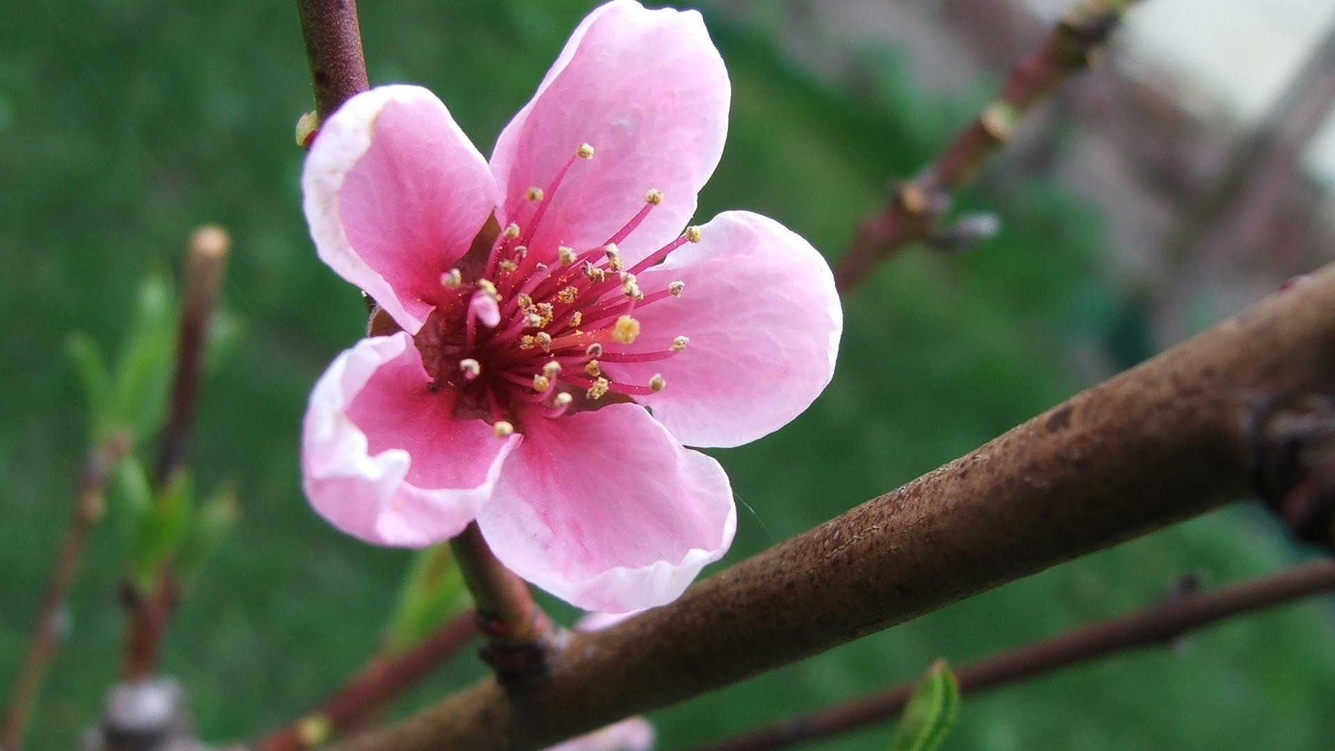 Весенний розовый цветок