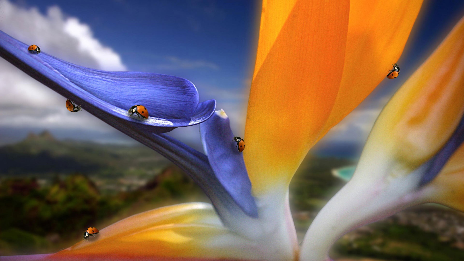 Необычный цветок