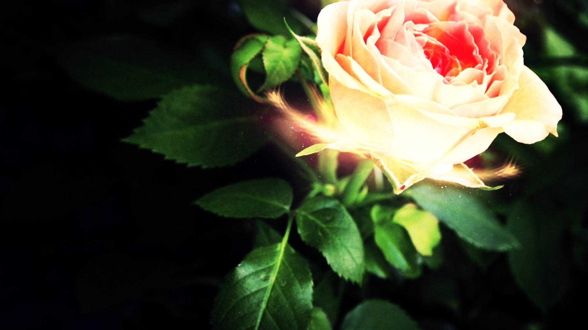 Светящеяся роза