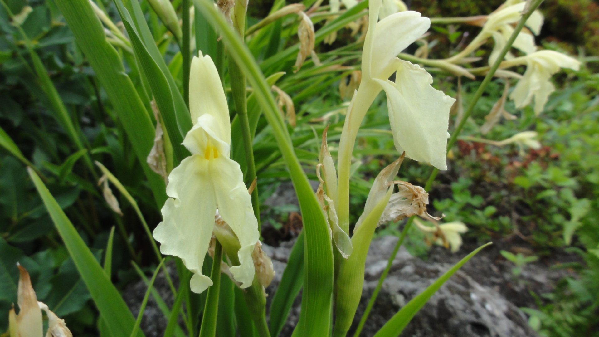 В саду красивый цветок роскоя