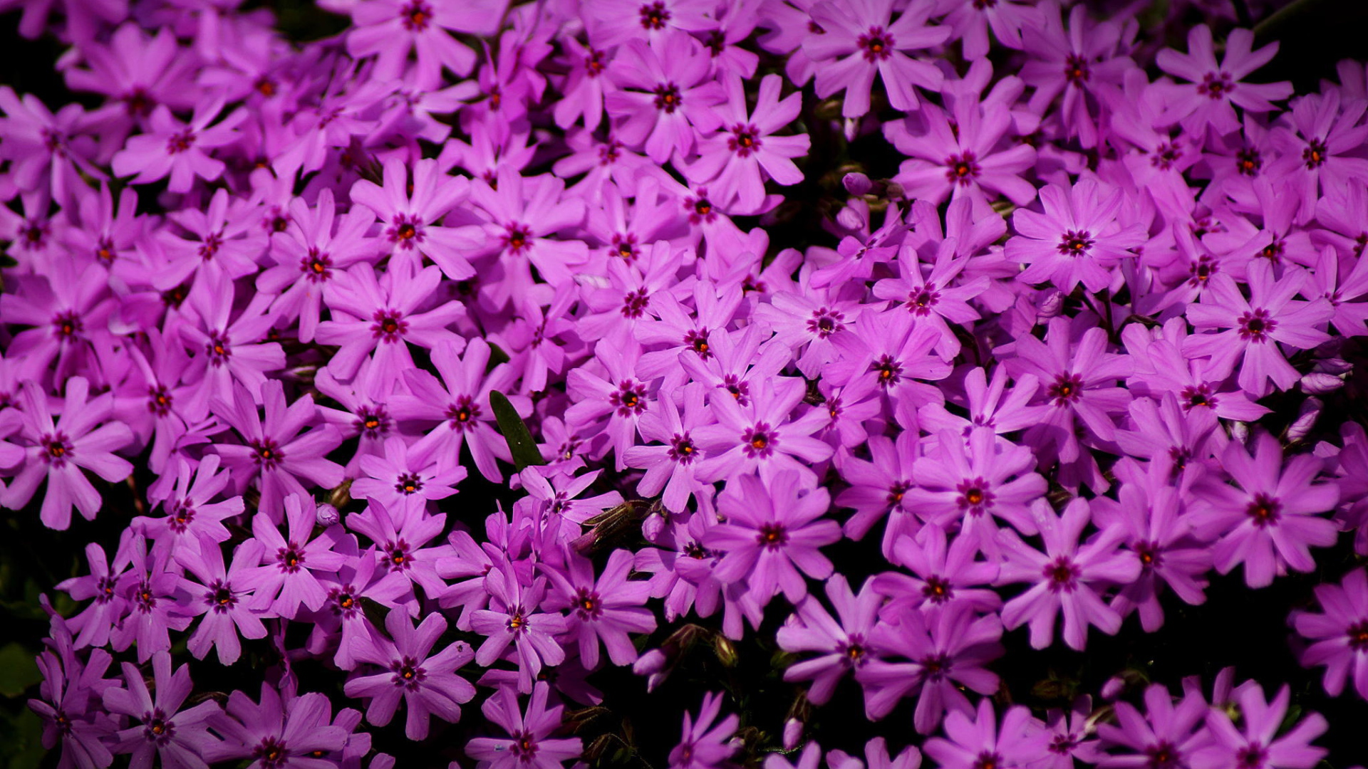 В парке красивые цветы флокс