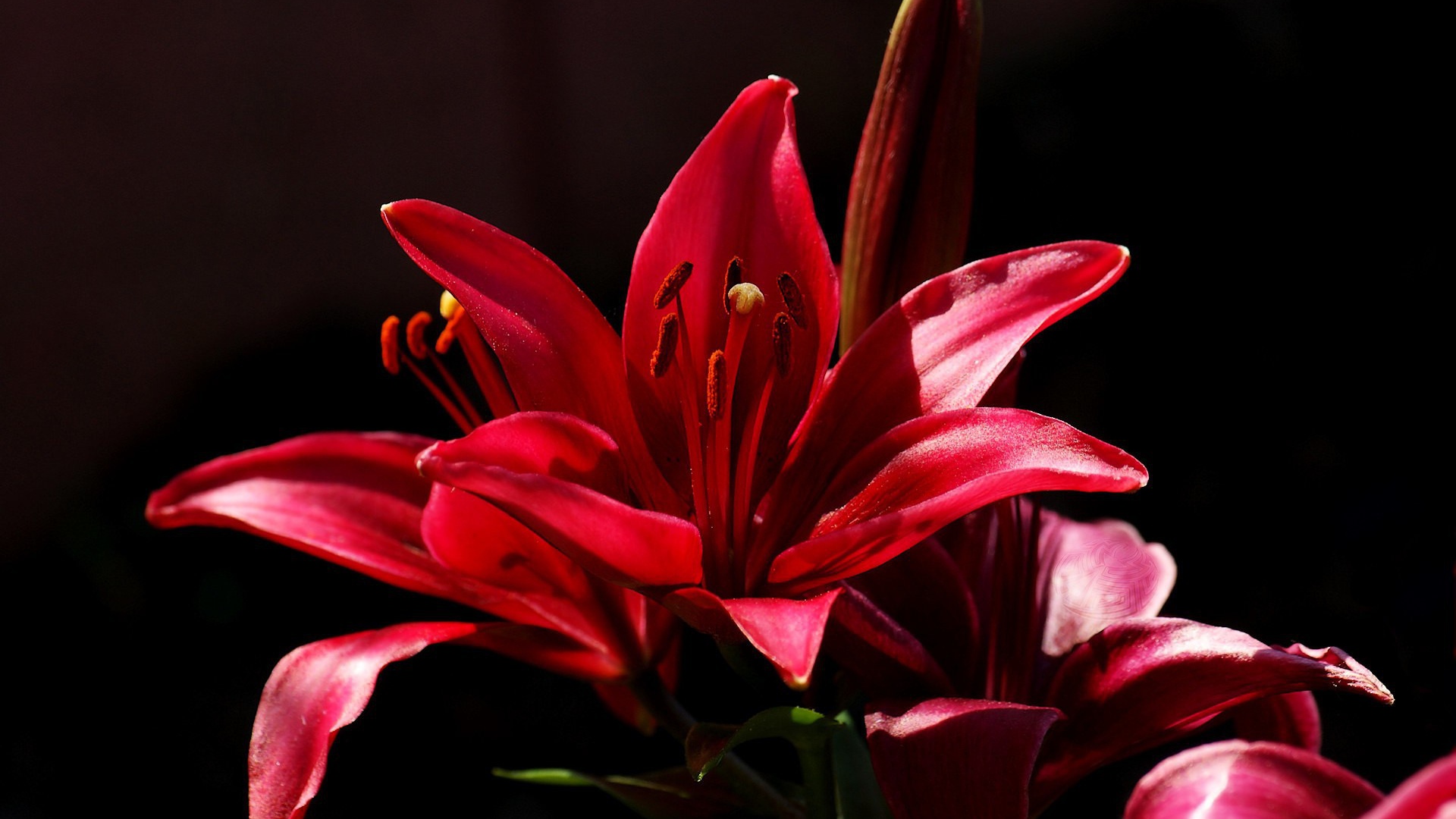 Красный цветок на черном фоне