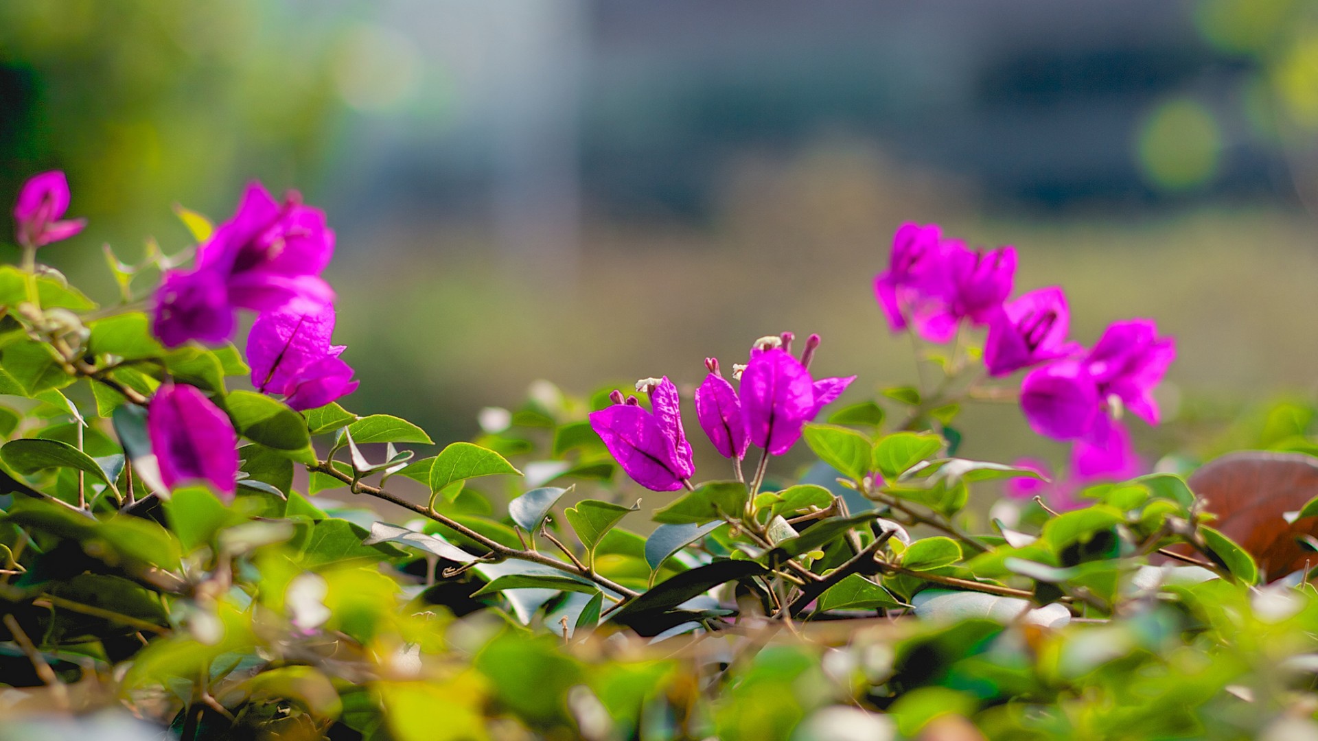 Фиолетовые цветки