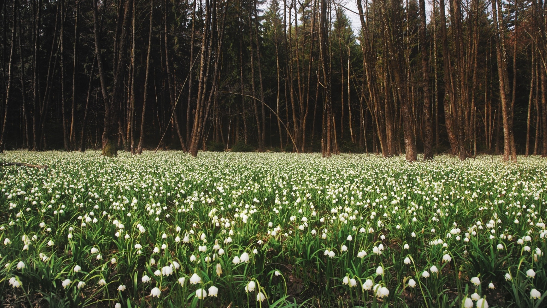 Белое цветение весной