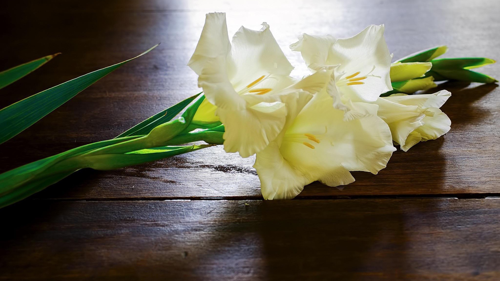 Белые гладиолусы на столе