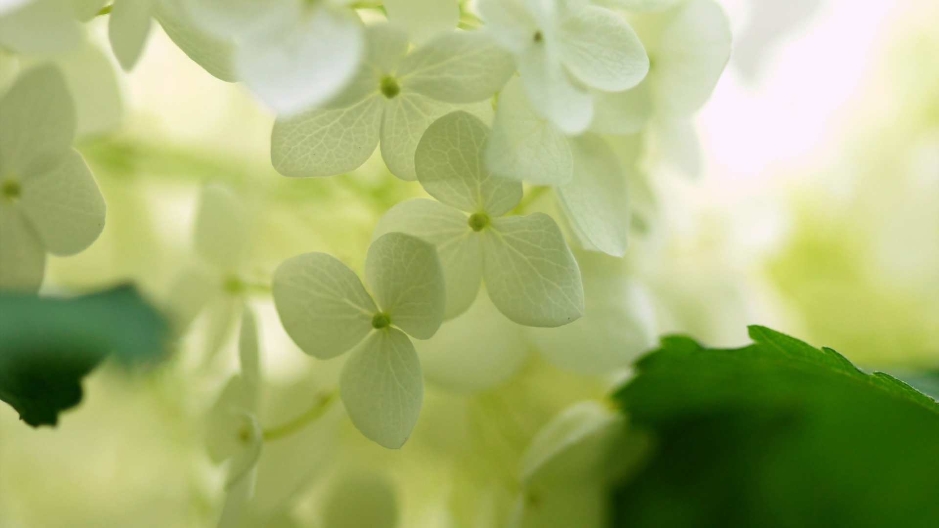 Белые цветки гортензии