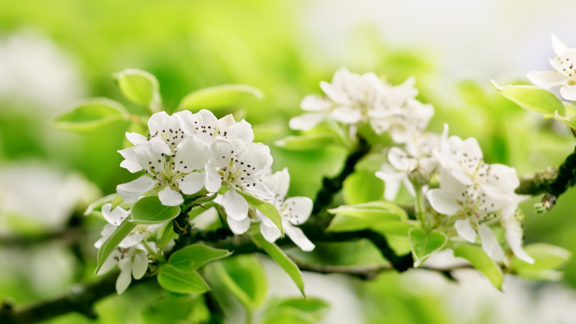 Белый цвет на зеленом фоне