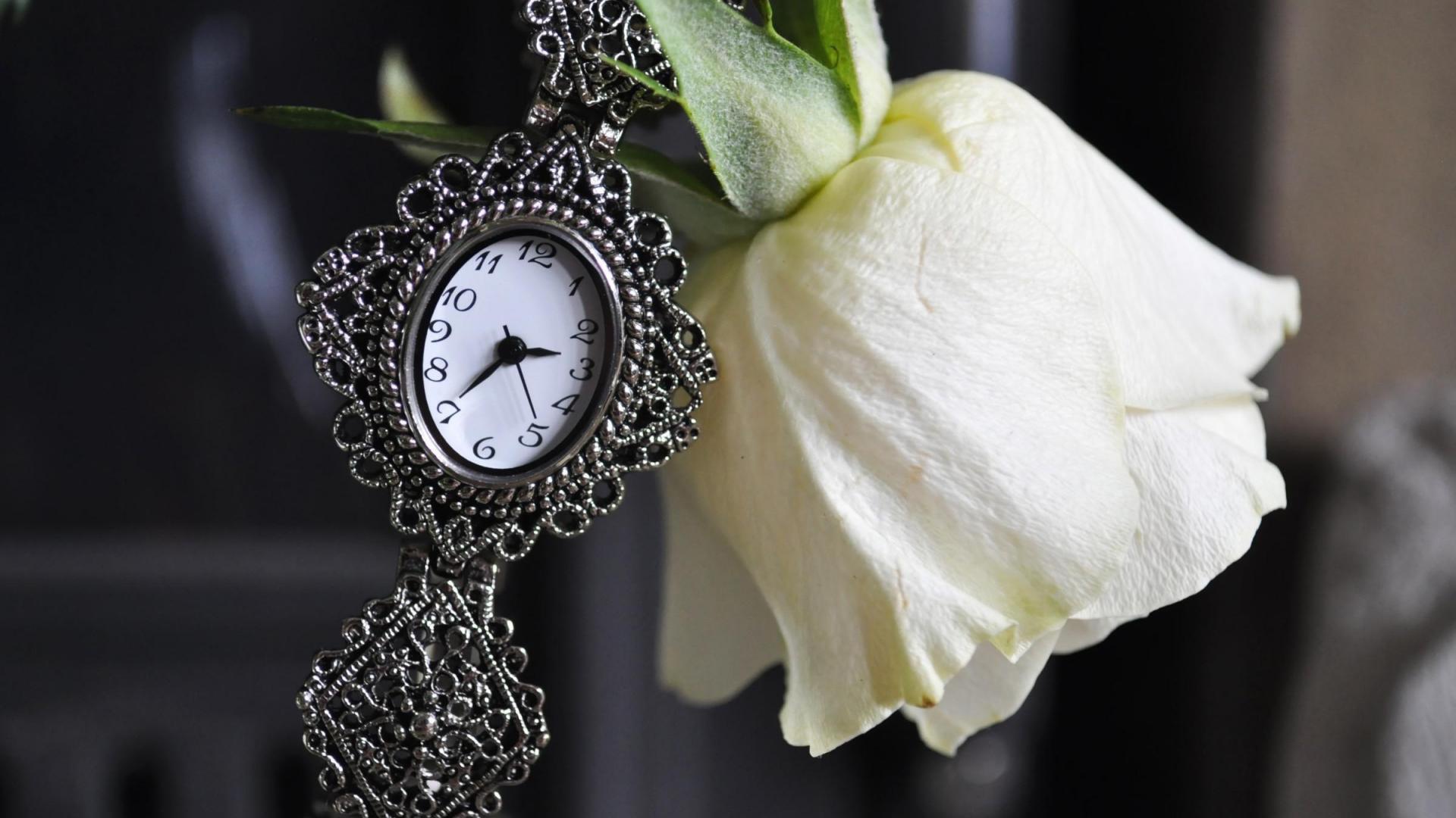 Белая роза и часы